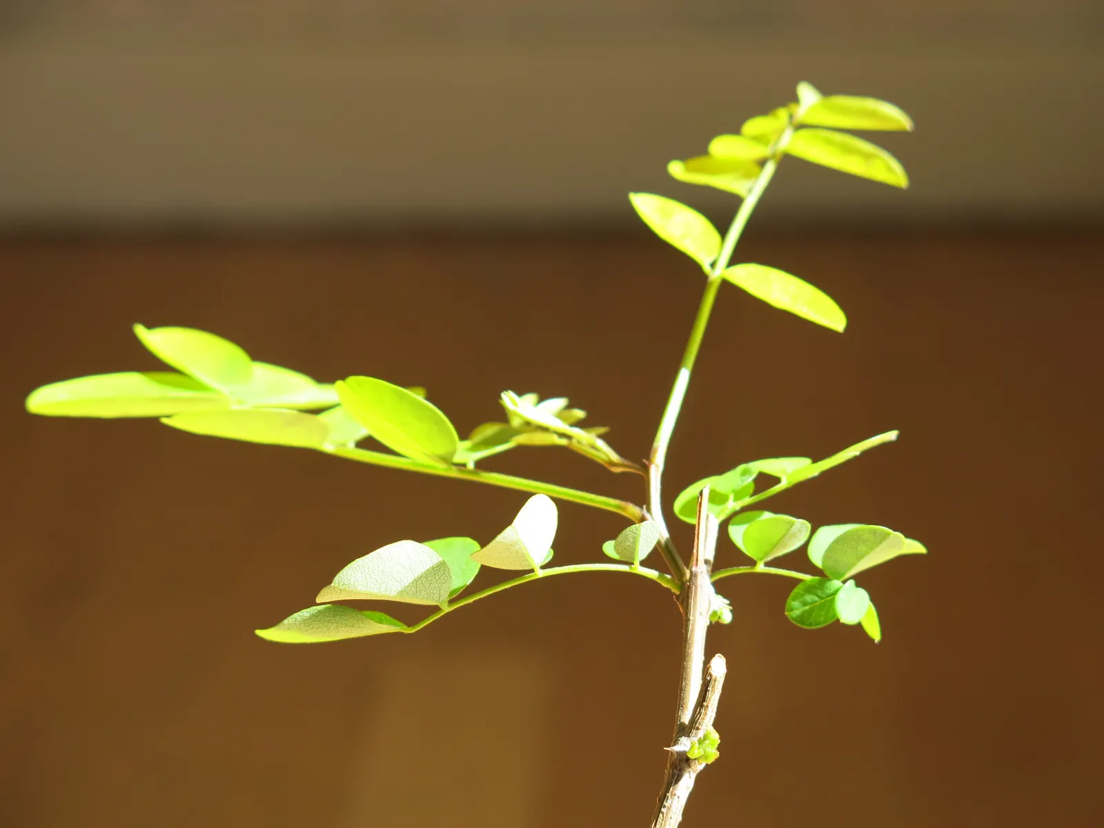 Black Locust (Robinia Pseudoacacia) — the foliage turns an attractive yellow hue