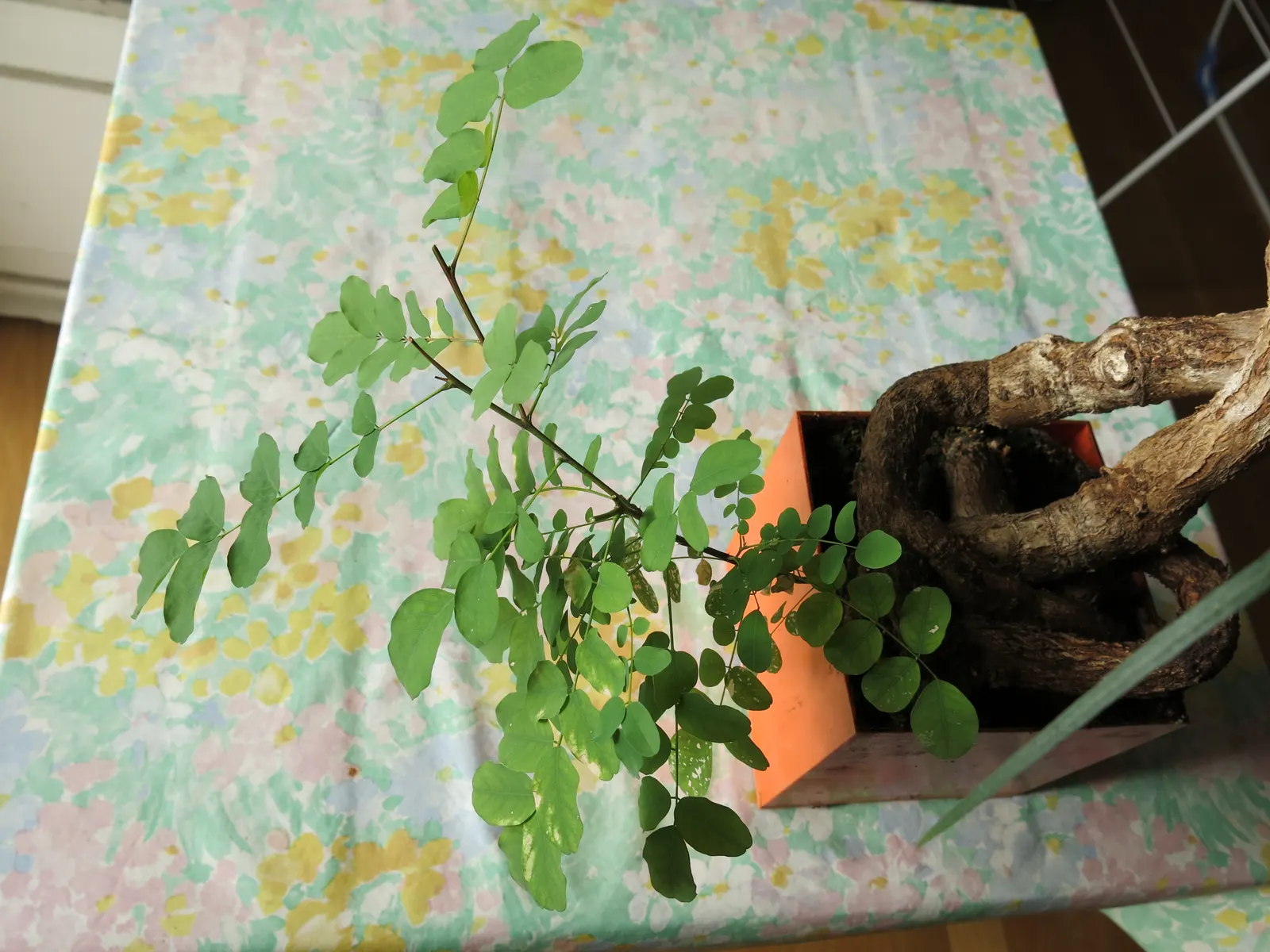 Black Locust (Robinia Pseudoacacia) — is a deciduous tree renowned for its resilience and ornamental qualities; its notable for its fragrant, white flower