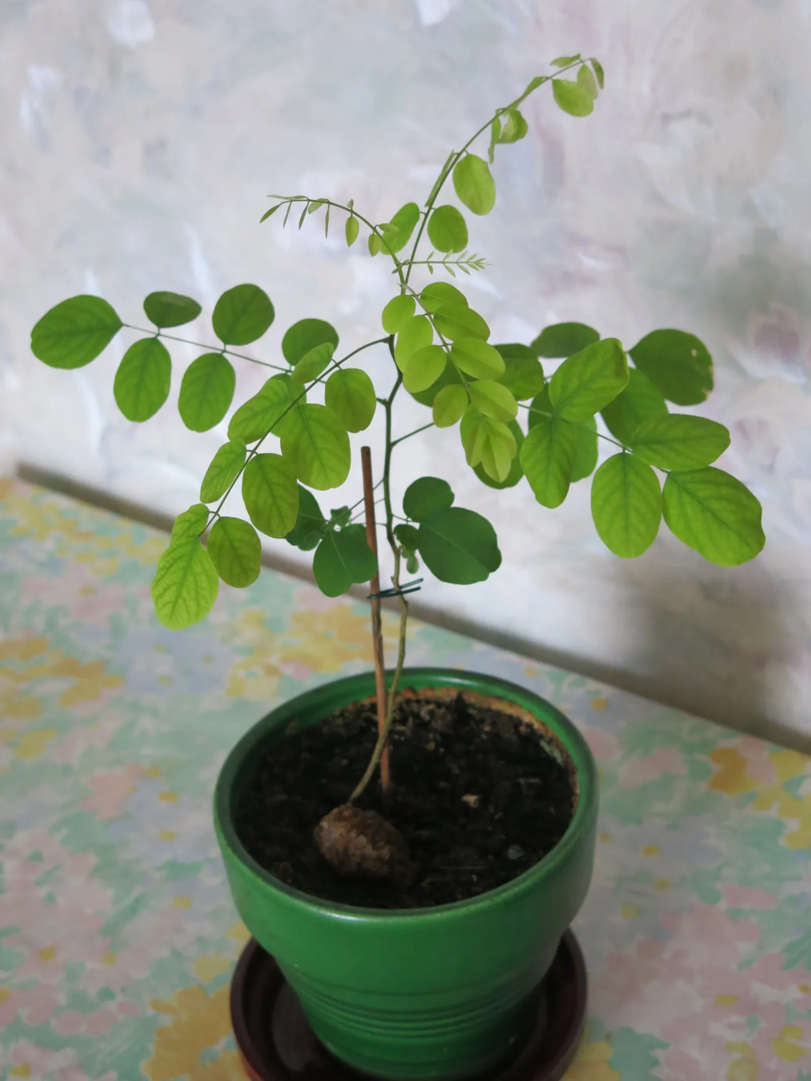 Black Locust (Robinia Pseudoacacia) — This hardy species reaches a mature height of 40 to 70 feet with a canopy spread of 20 to 35 feet; it, image 60