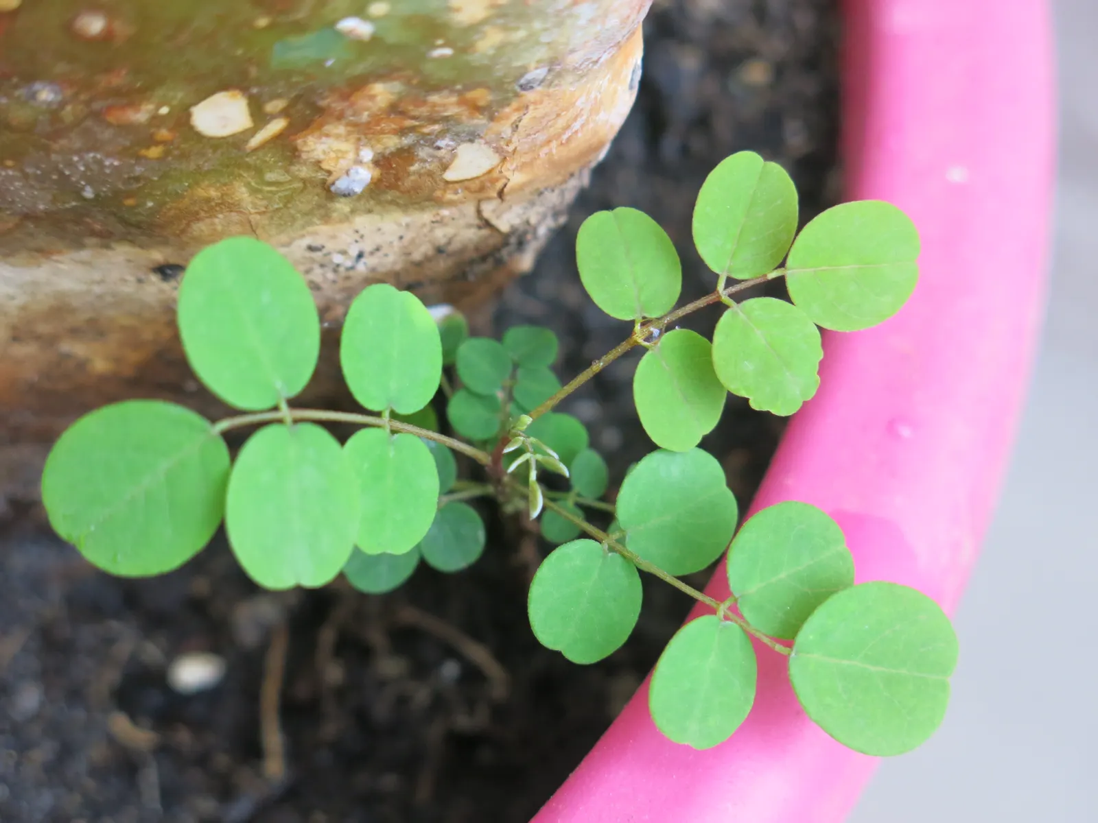 Black Locust (Robinia Pseudoacacia) — scientifically named Robinia pseudoacacia; especially the bark and seeds, image 57