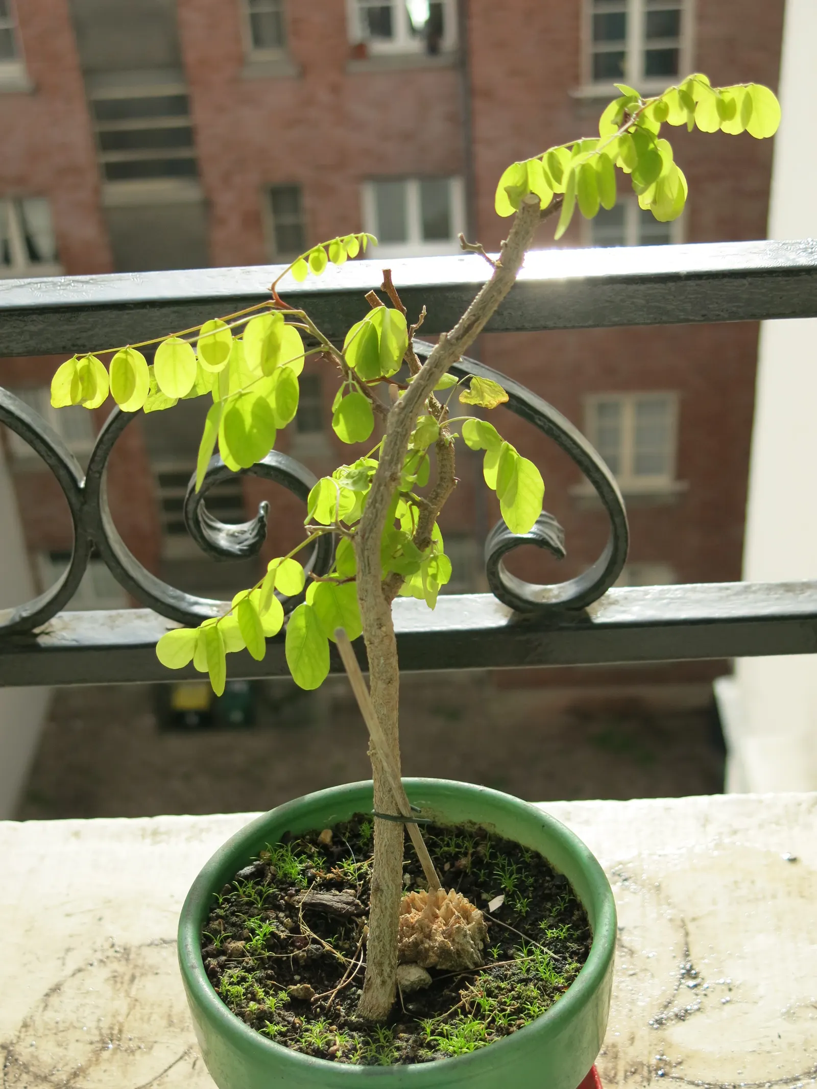 Black Locust (Robinia Pseudoacacia) — is a fast-growing deciduous tree; hardy in zones 4-8, it thrives in full sun and well-drained soils