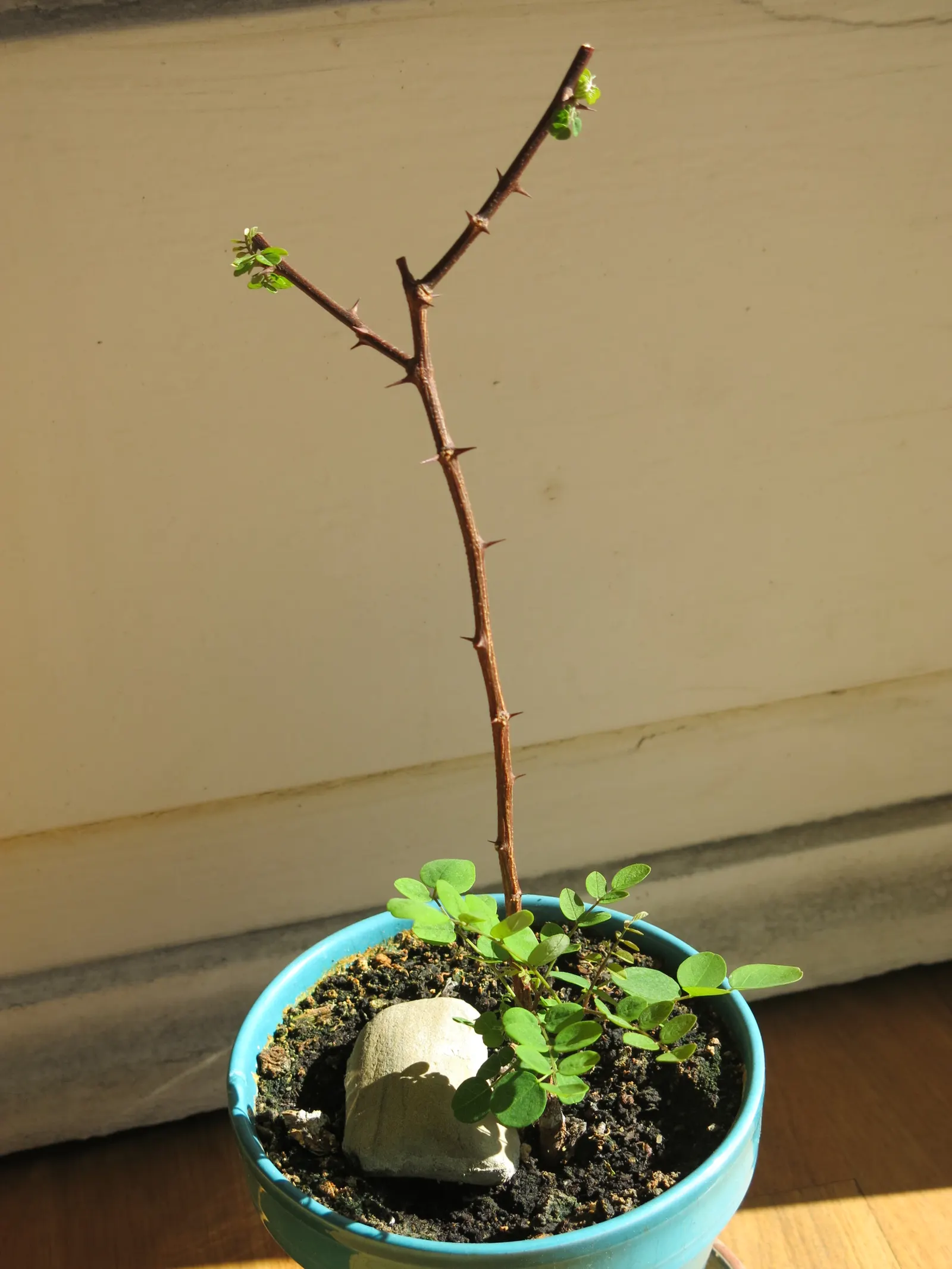 Black Locust (Robinia Pseudoacacia) — Hardy in zones 4-8, it thrives in full sun and well-drained soils; tree for full, image 79