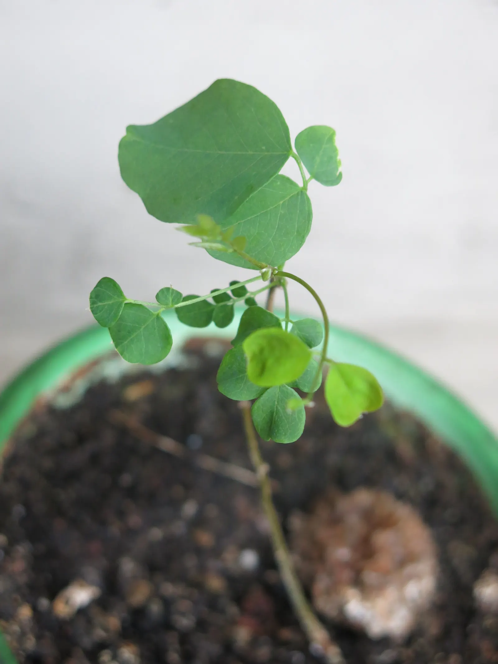 Black Locust (Robinia Pseudoacacia) — which can be utilized for posts or lumber if needed