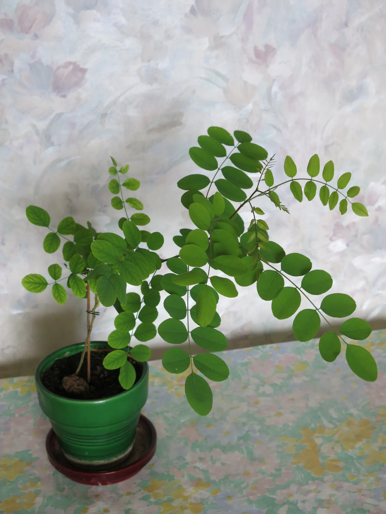 Black Locust (Robinia Pseudoacacia) — which can be utilized for posts or lumber if needed; and the fragrant white flowers that bloom in late spring