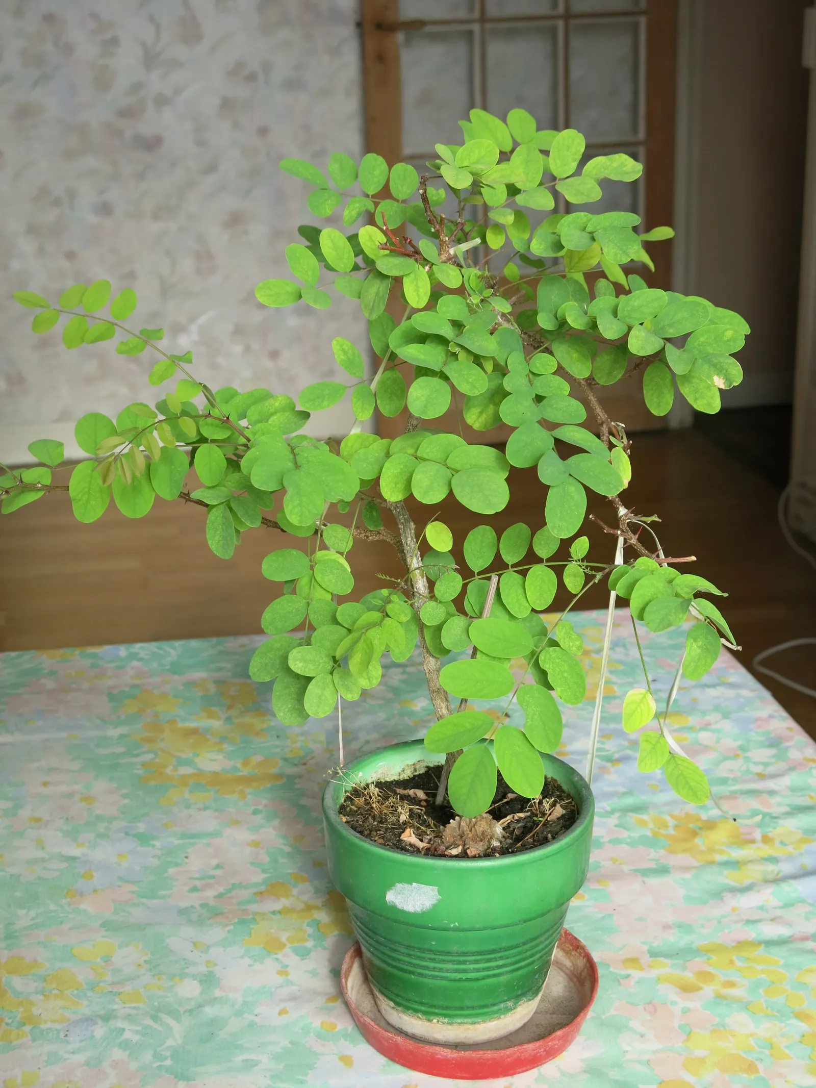 Black Locust (Robinia Pseudoacacia) — especially the bark and seeds