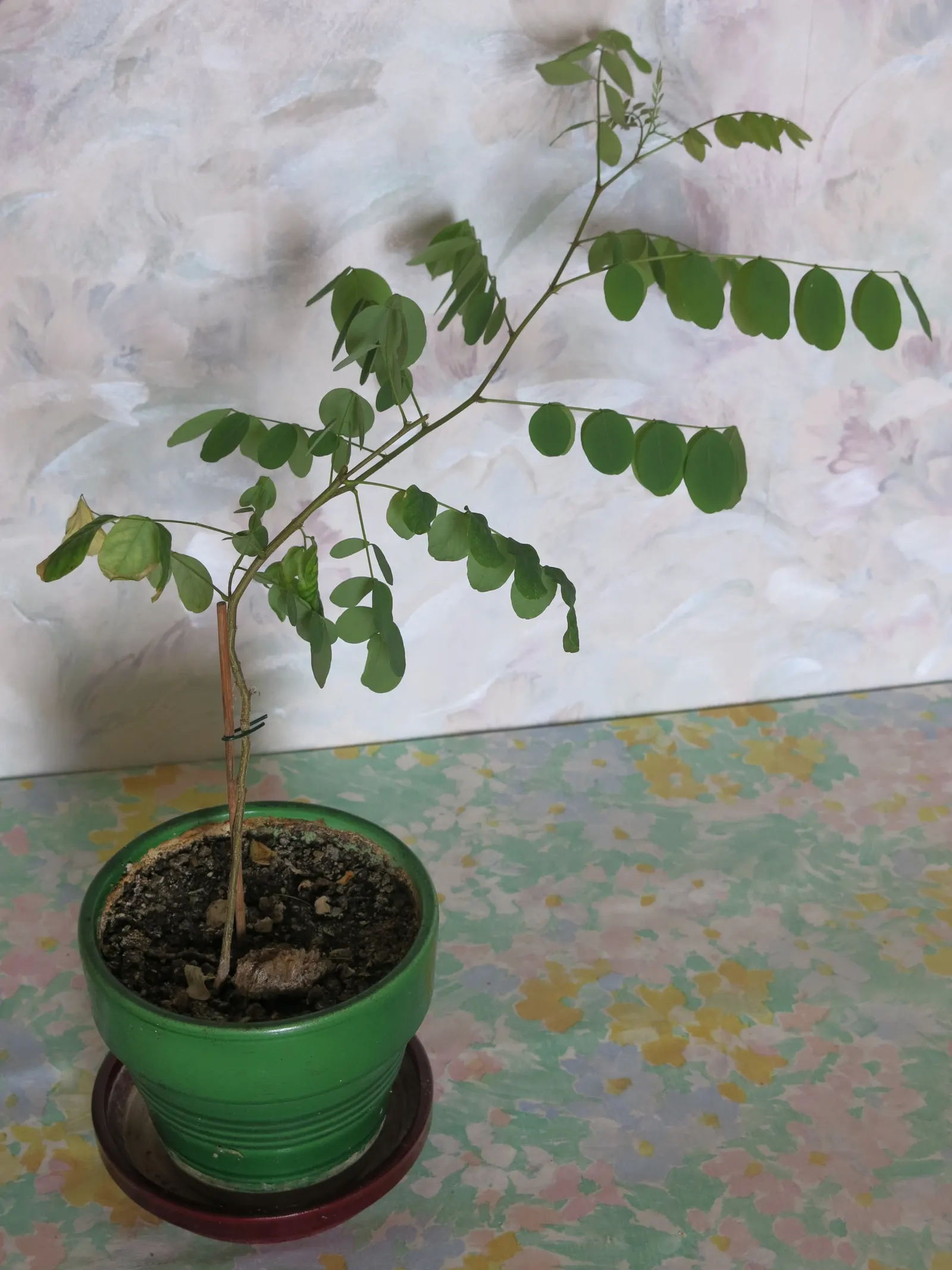 Black Locust (Robinia Pseudoacacia) — tree for full; thus caution is advised in landscapes frequented by pets or small children, image 75