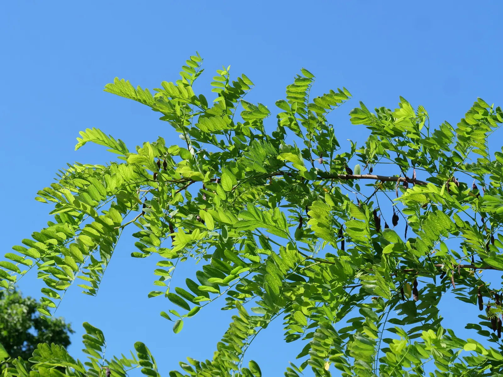 Black Locust (Robinia Pseudoacacia) — which can be utilized for posts or lumber if needed; and the fragrant white flowers that bloom in late spring, image 70