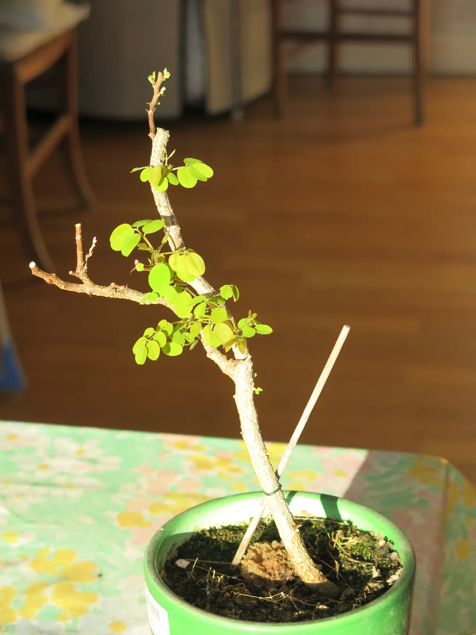 Black Locust (Robinia Pseudoacacia) — preferring full sun exposure for optimal growth; making it an excellent choice for varied landscape designs