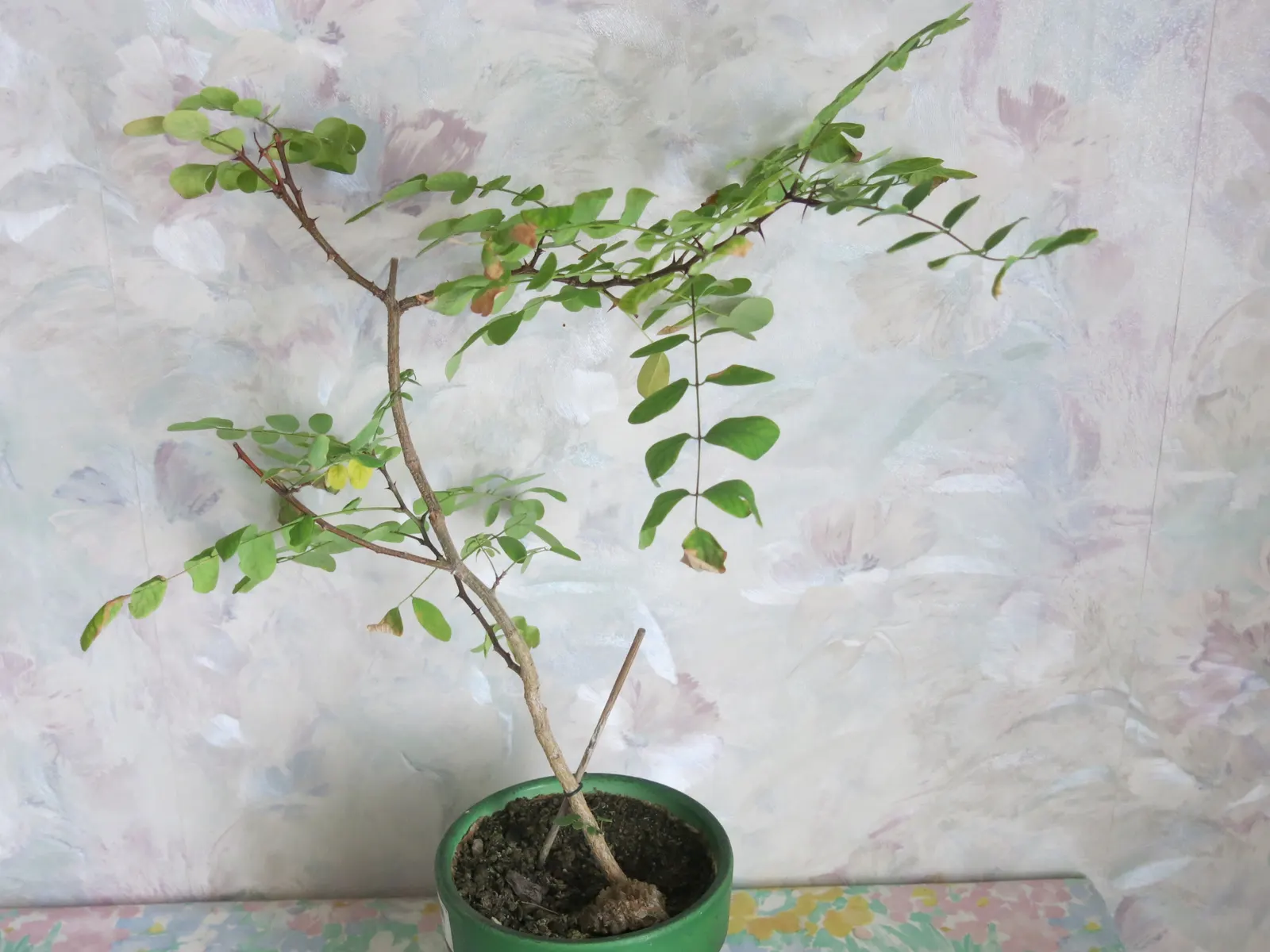 Black Locust (Robinia Pseudoacacia) — reaching heights of 40-100 feet with a spread of 20-35 feet