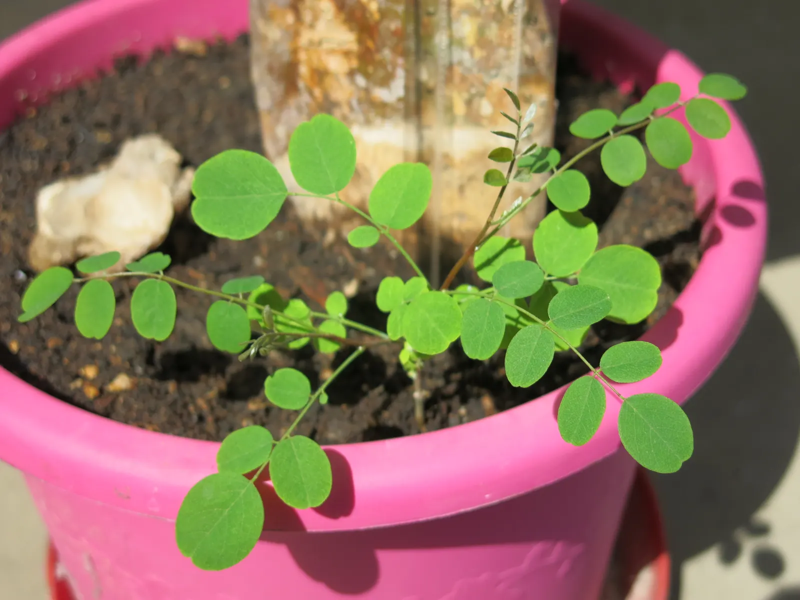 Black Locust (Robinia Pseudoacacia) — white flowers in the garden; is a deciduous tree renowned for its resilience and ornamental qualities, image 98