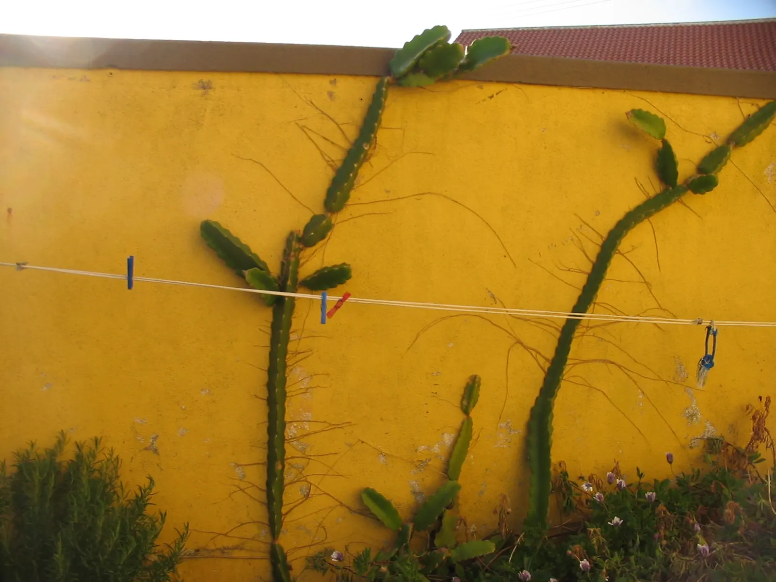 Dragon Fruit (Hylocereus Undatus) — cactus / vine for full; white to bright pink pulp.<br><br>With its exotic presence and sumptuous offerings, image 81