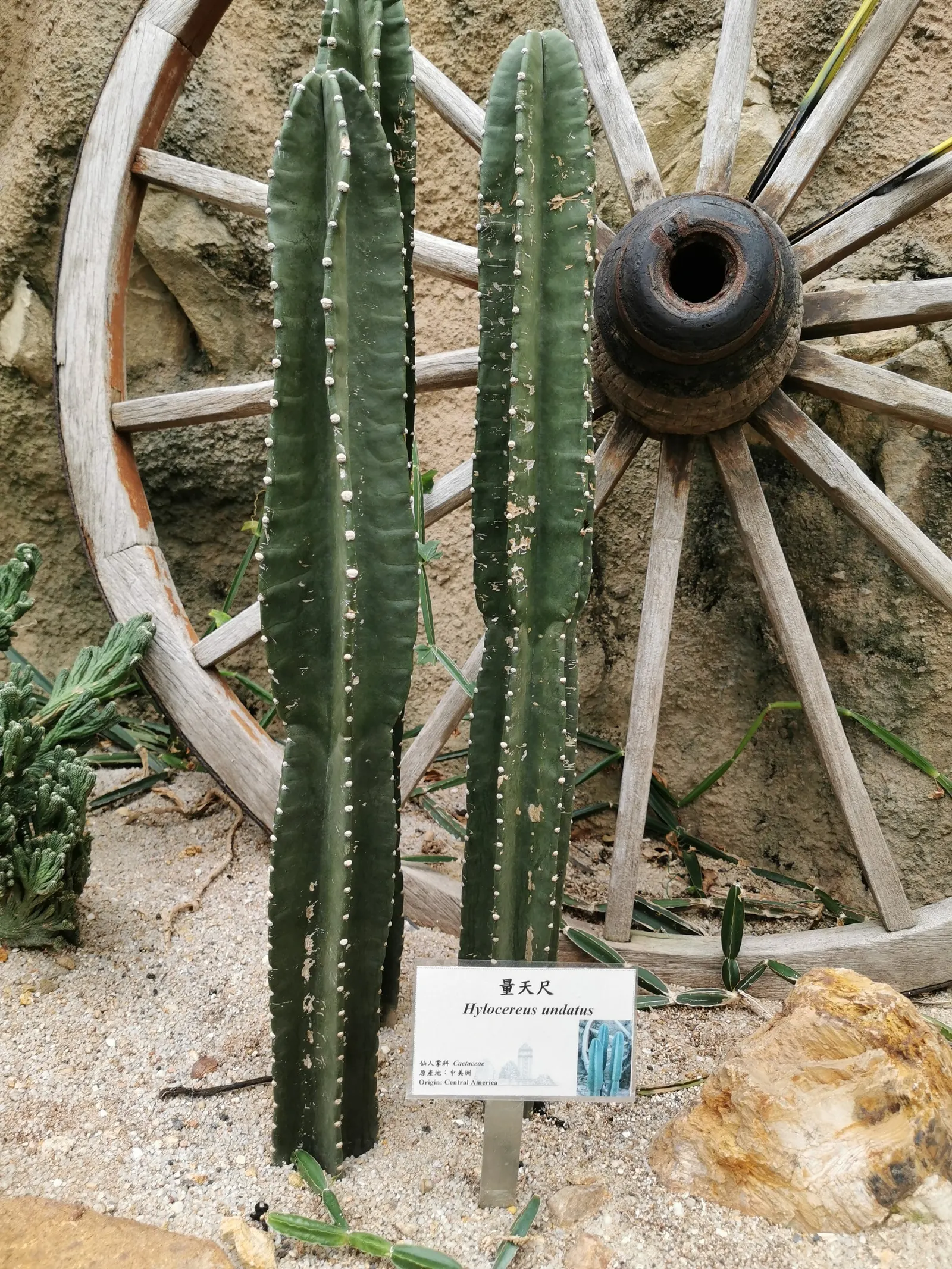 Dragon Fruit (Hylocereus Undatus) — Monthly fertilization with a balanced, low-nitrogen blend during the growing season encourages robust health, image 99