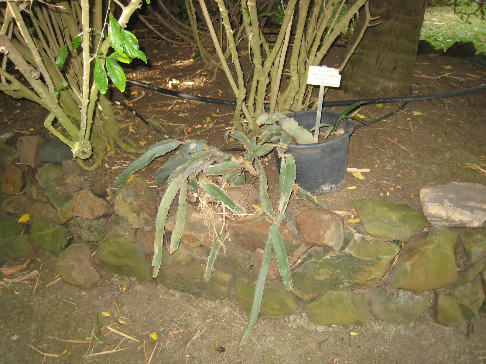 Dragon Fruit (Hylocereus Undatus) — opening for a single evening before wilting at dawn; it thrives in warm climates (USDA zones 10-11) with full, image 101