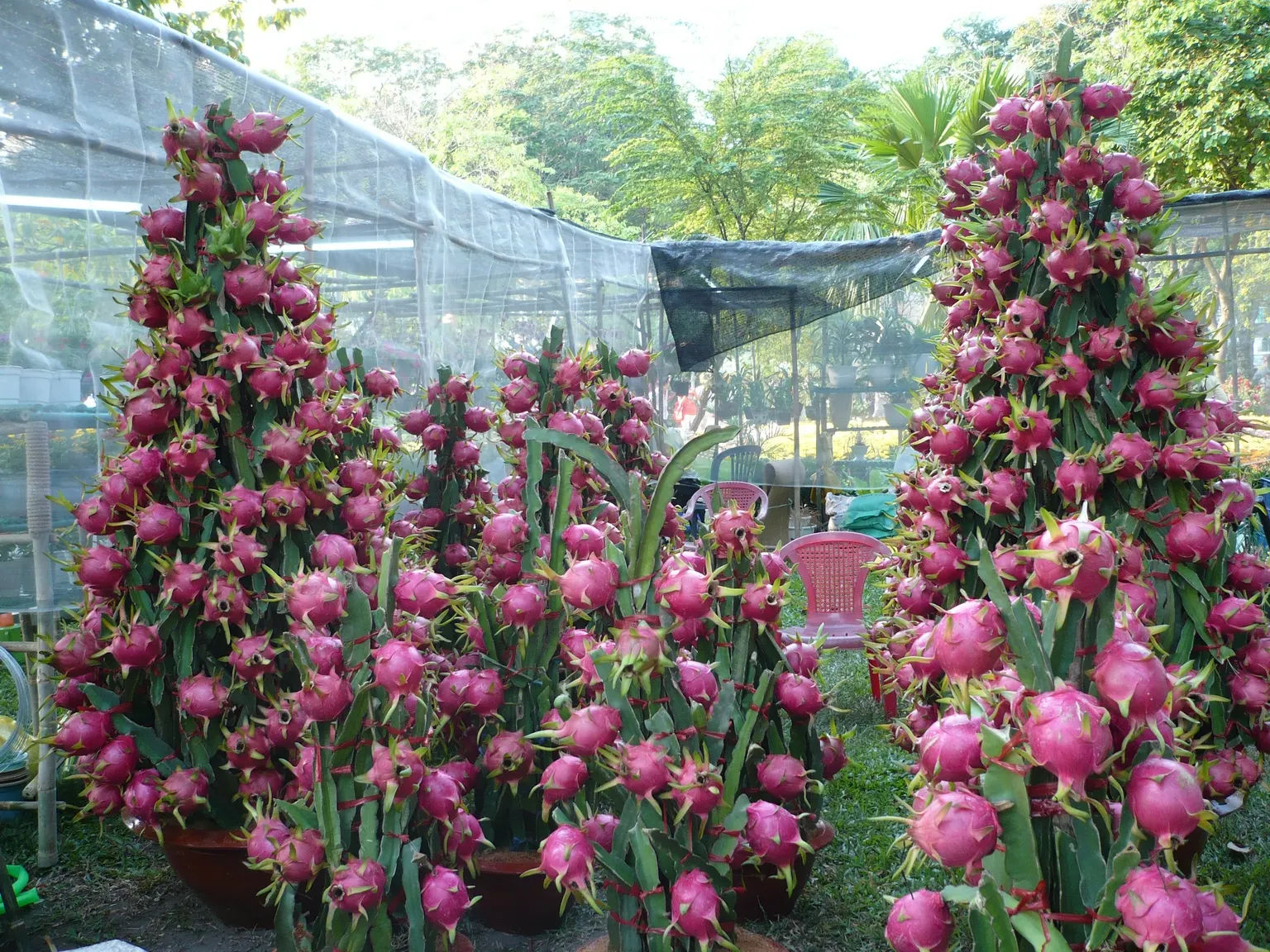 Dragon Fruit (Hylocereus Undatus) — It's drought-tolerant once established but benefits from regular watering during dry periods; offering both, image 98
