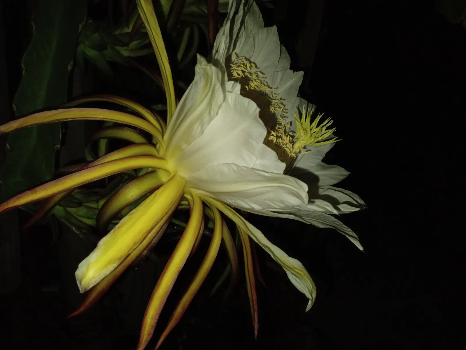 Dragon Fruit (Hylocereus Undatus) — It thrives in warm climates (USDA zones 10-11) with full to partial sun; its fleshy stems span up to 6 inches wide and