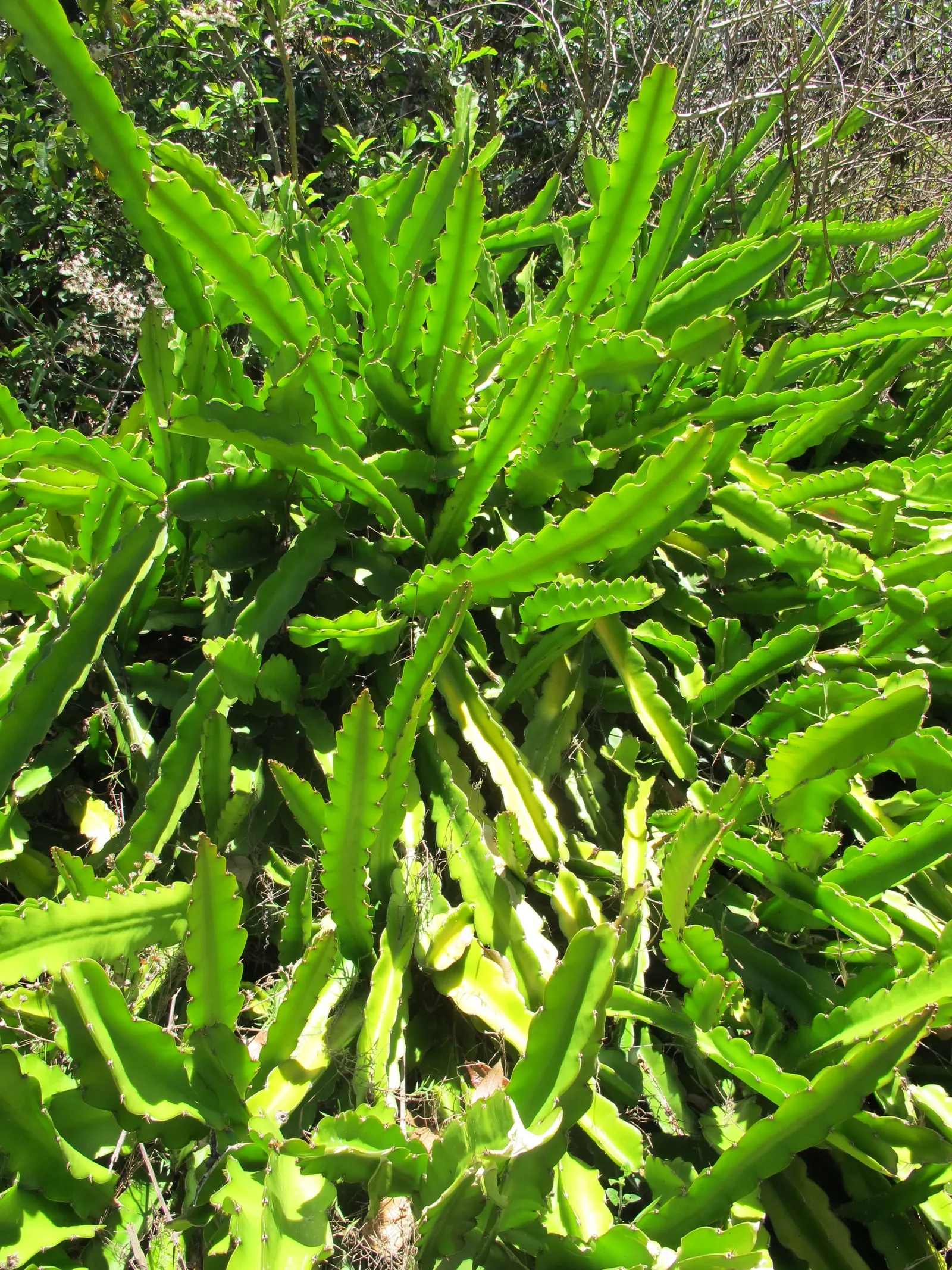 Dragon Fruit (Hylocereus Undatus) — the more fruitful the yields.<br><br>Hylocereus undatus requires well-draining soil; they set the scene for the, image 69