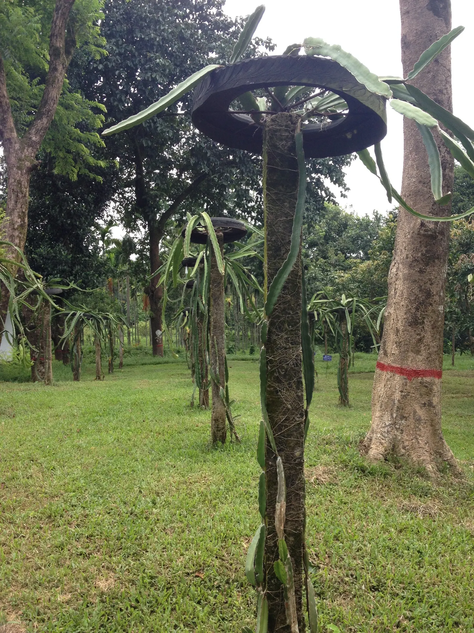 Dragon Fruit (Hylocereus Undatus) — the more fruitful the yields.<br><br>Hylocereus undatus requires well-draining soil; they set the scene for the, image 96