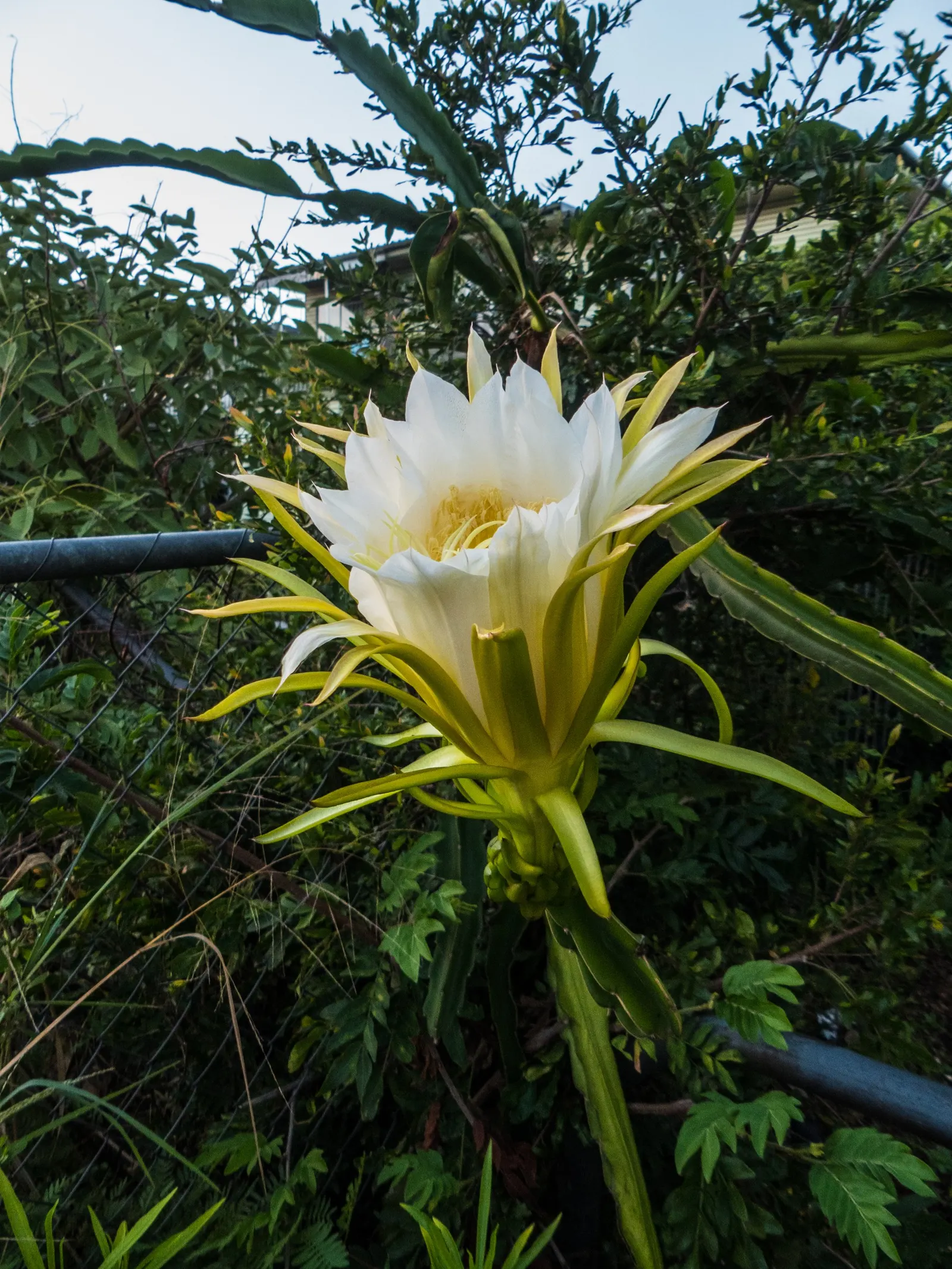 Dragon Fruit (Hylocereus Undatus) — as standing water can lead to root rot; the Dragon Fruit (Hylocereus undatus) is a tropical climbing cactus, image 97