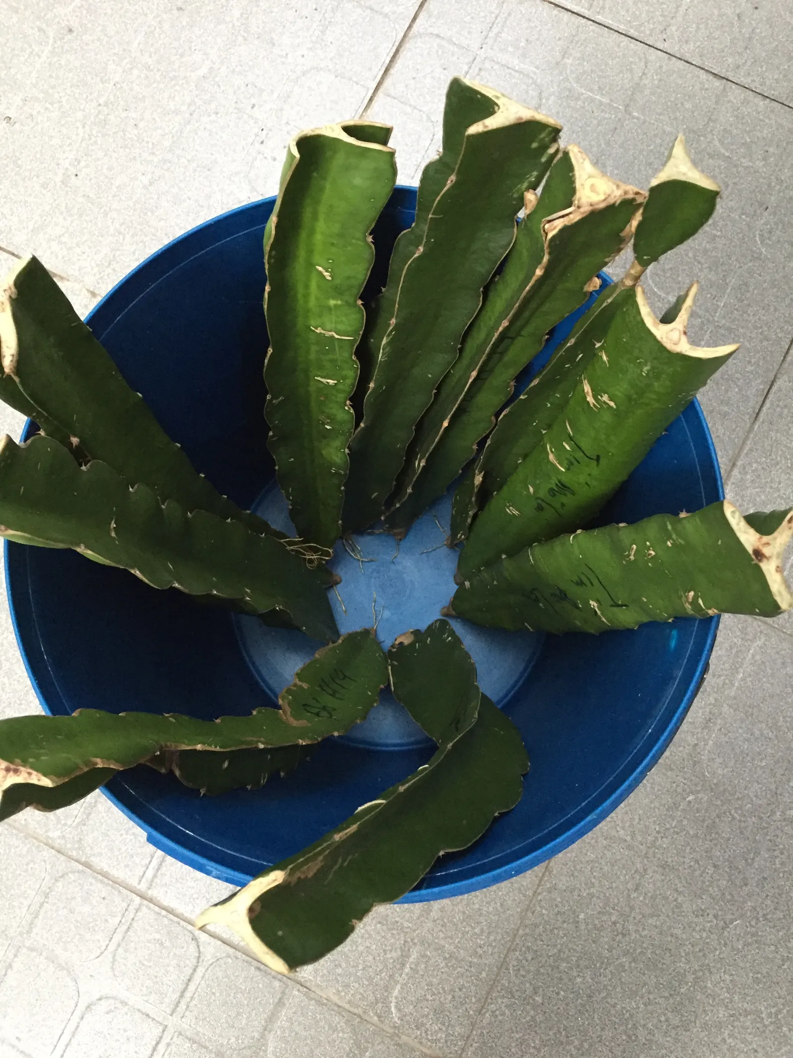 Dragon Fruit (Hylocereus Undatus) — violet flowers in the garden