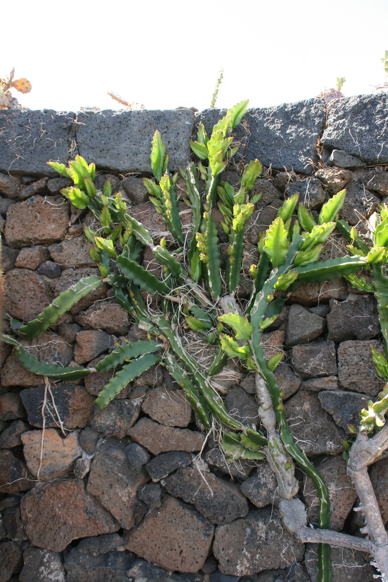 Dragon Fruit (Hylocereus Undatus) — Requires well-draining soil and minimal water once established, image 86