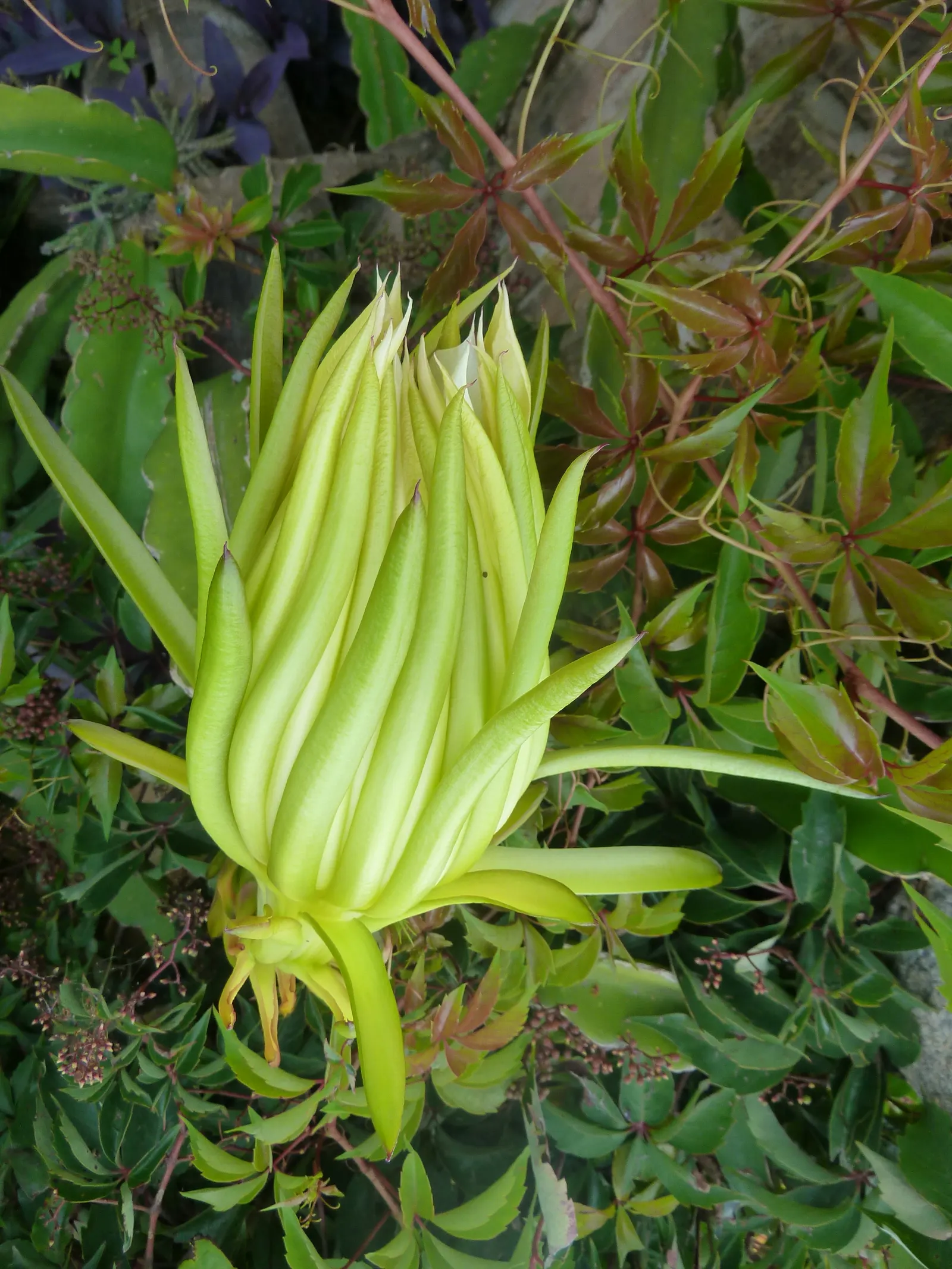 Dragon Fruit (Hylocereus Undatus) — Monthly fertilization with a balanced, low-nitrogen blend during the growing season encourages robust health, image 72
