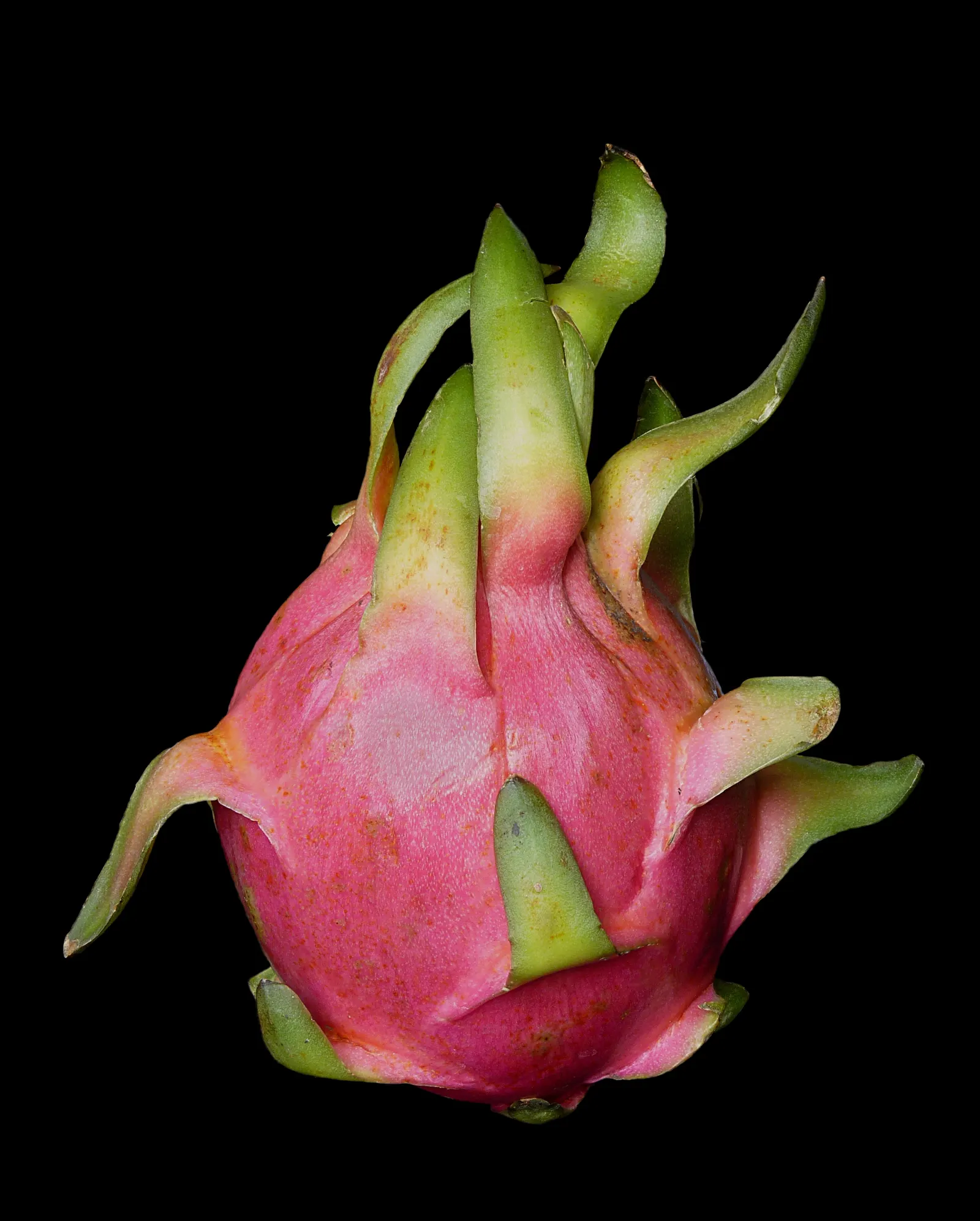 Dragon Fruit (Hylocereus Undatus) — fleshy red and green exterior