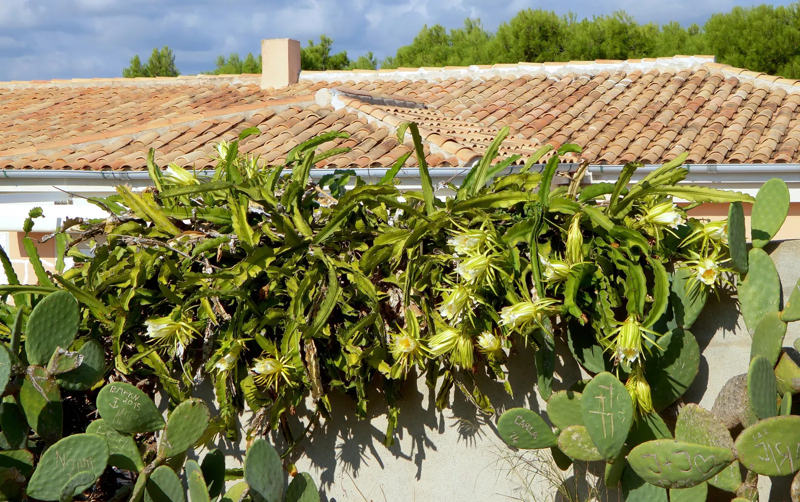 Dragon Fruit (Hylocereus Undatus) — Full sun to partial shade is optimal for growth and fruit production - the more intense the sunlight, image 68