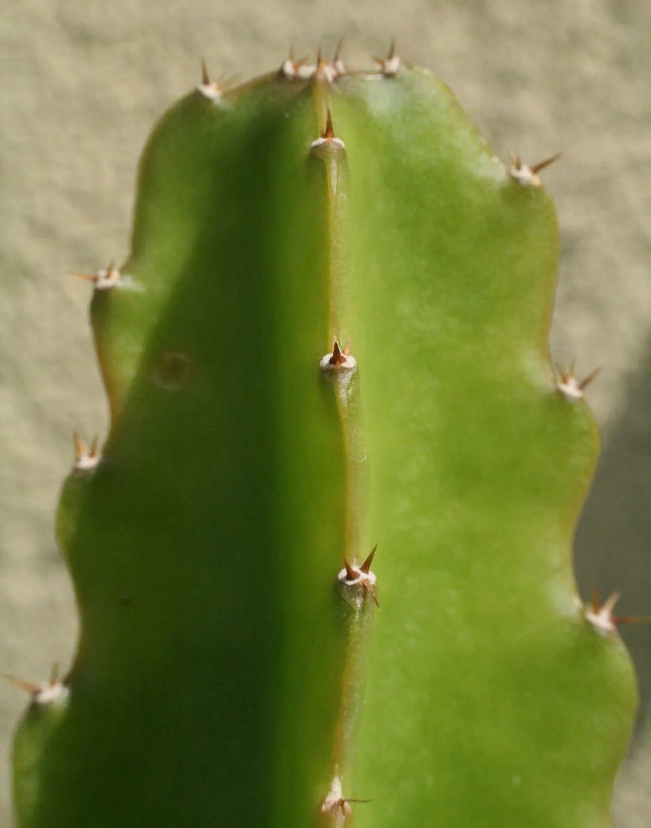 Dragon Fruit (Hylocereus Undatus) — The fruit averages 4 to 6 inches in length and features an eye-catching; as standing water can lead to root rot, image 76