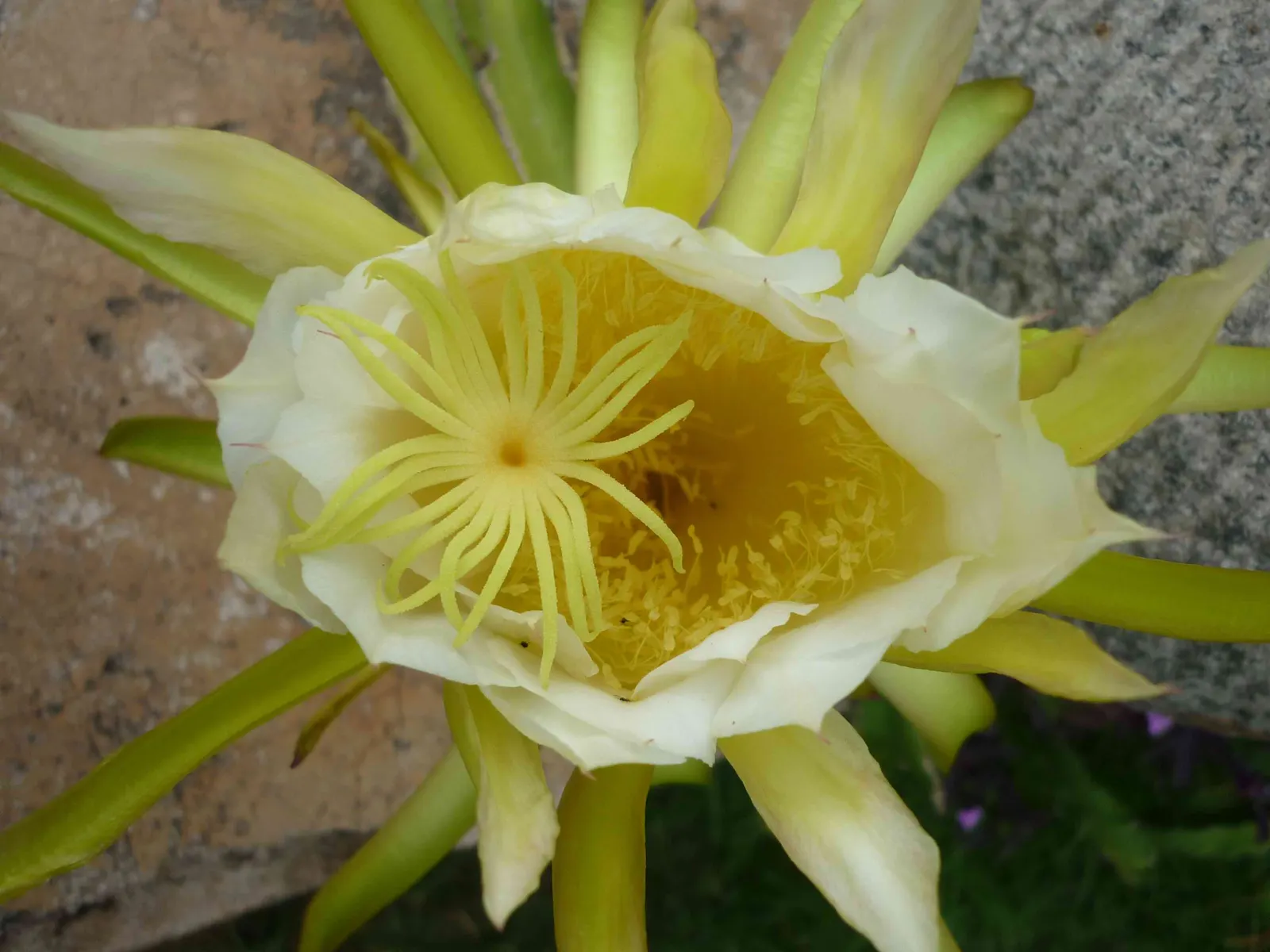 Dragon Fruit (Hylocereus Undatus) — as standing water can lead to root rot; the Dragon Fruit (Hylocereus undatus) is a tropical climbing cactus, image 70
