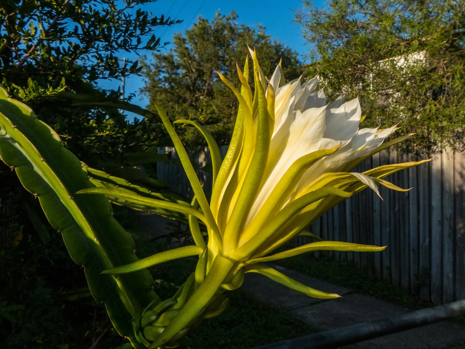 Dragon Fruit (Hylocereus Undatus) — Unique, ornamental and edible; warranting careful placement in the garden, image 87