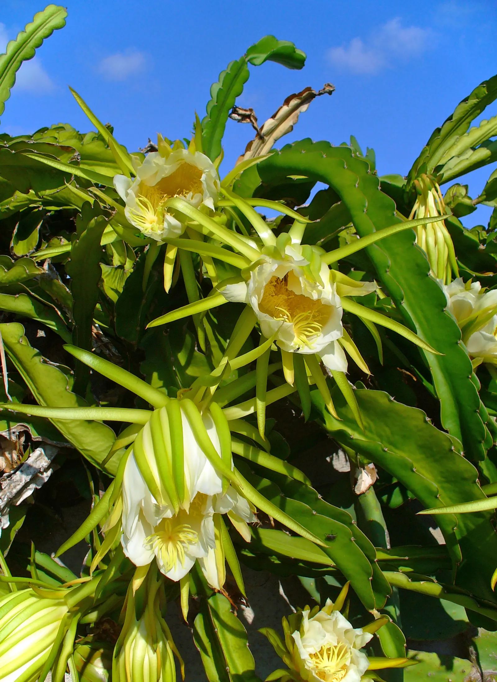 Dragon Fruit (Hylocereus Undatus) — white to bright pink pulp.<br><br>With its exotic presence and sumptuous offerings; nocturnal blooms are up to, image 78