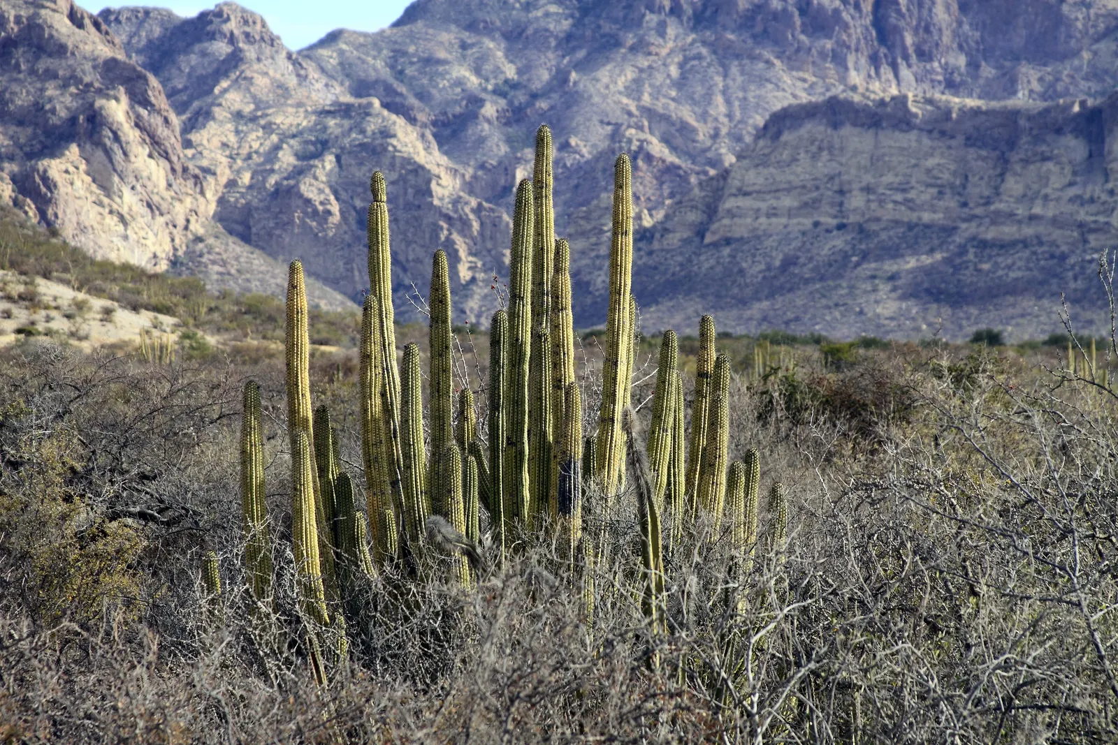 Dragon Fruit (Hylocereus Undatus) — It's drought-tolerant once established but benefits from regular watering during dry periods