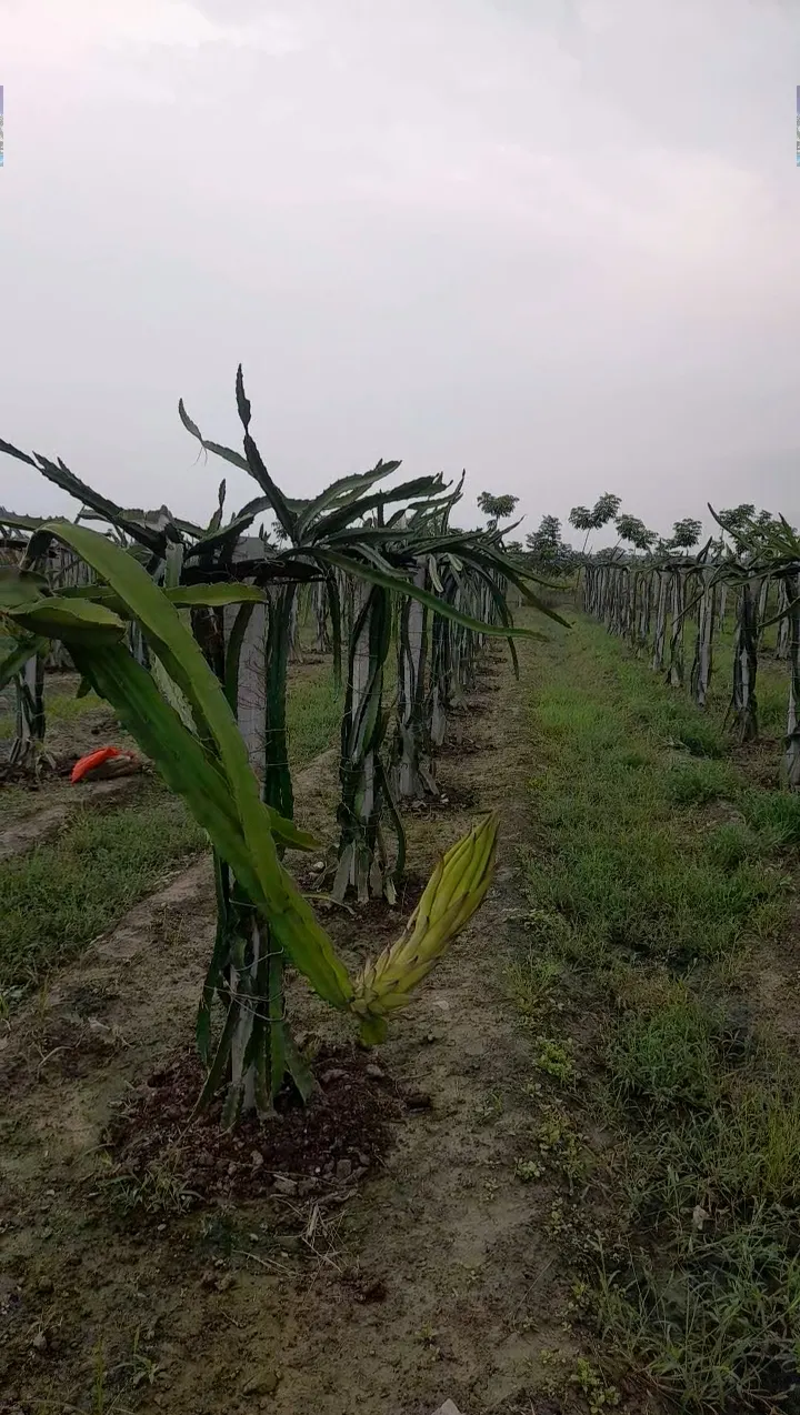 Dragon Fruit (Hylocereus Undatus) — The fruit averages 4 to 6 inches in length and features an eye-catching