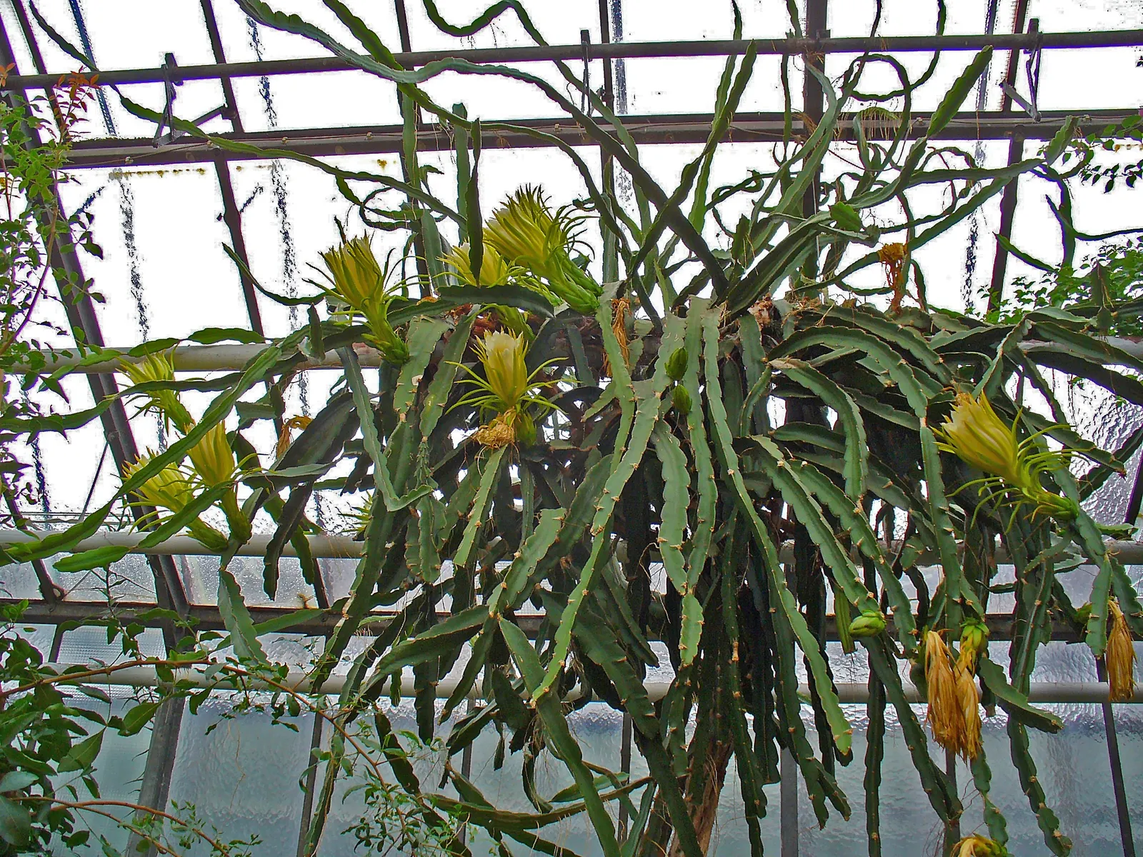 Dragon Fruit (Hylocereus Undatus) — The Dragon Fruit (Hylocereus undatus) is a tropical climbing cactus that can reach up to 20 feet; while its, image 82