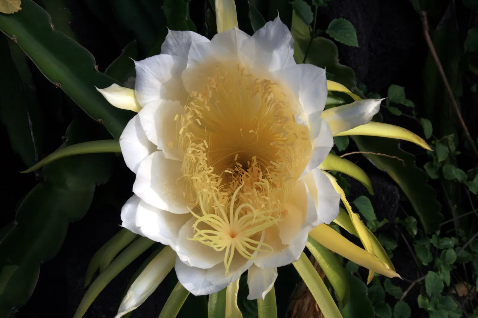 Dragon Fruit (Hylocereus Undatus) — cactus / vine with violet blooms; it's drought-tolerant once established but benefits from regular watering, image 80