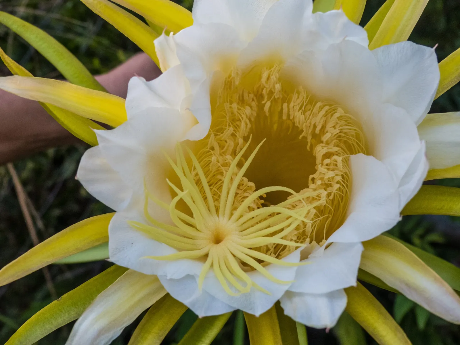 Dragon Fruit (Hylocereus Undatus) — this vining cactus requires a sturdy trellis or framework to climb; ideally away from high-traffic areas, image 91