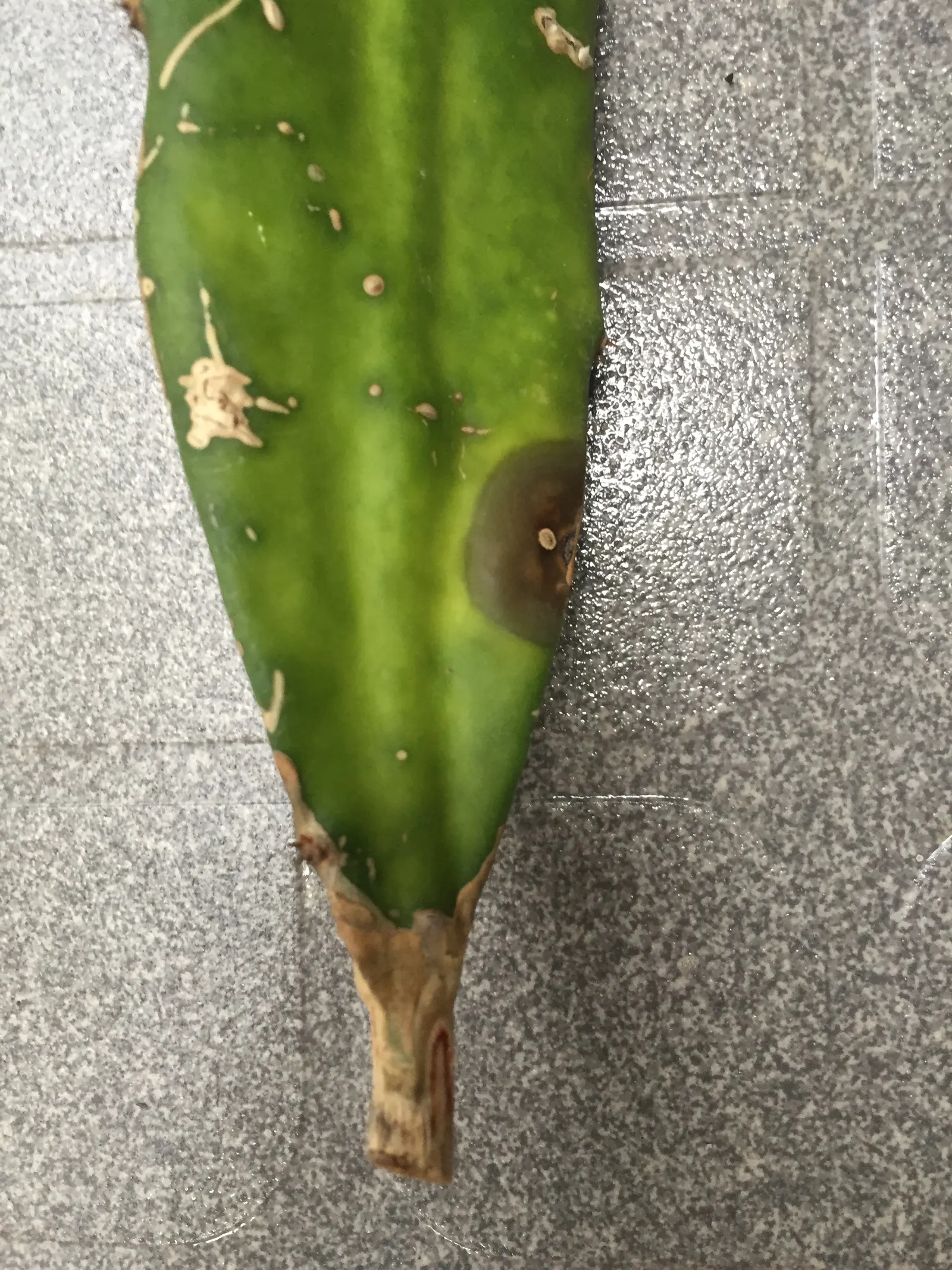 Dragon Fruit (Hylocereus Undatus) — white to bright pink pulp.<br><br>With its exotic presence and sumptuous offerings