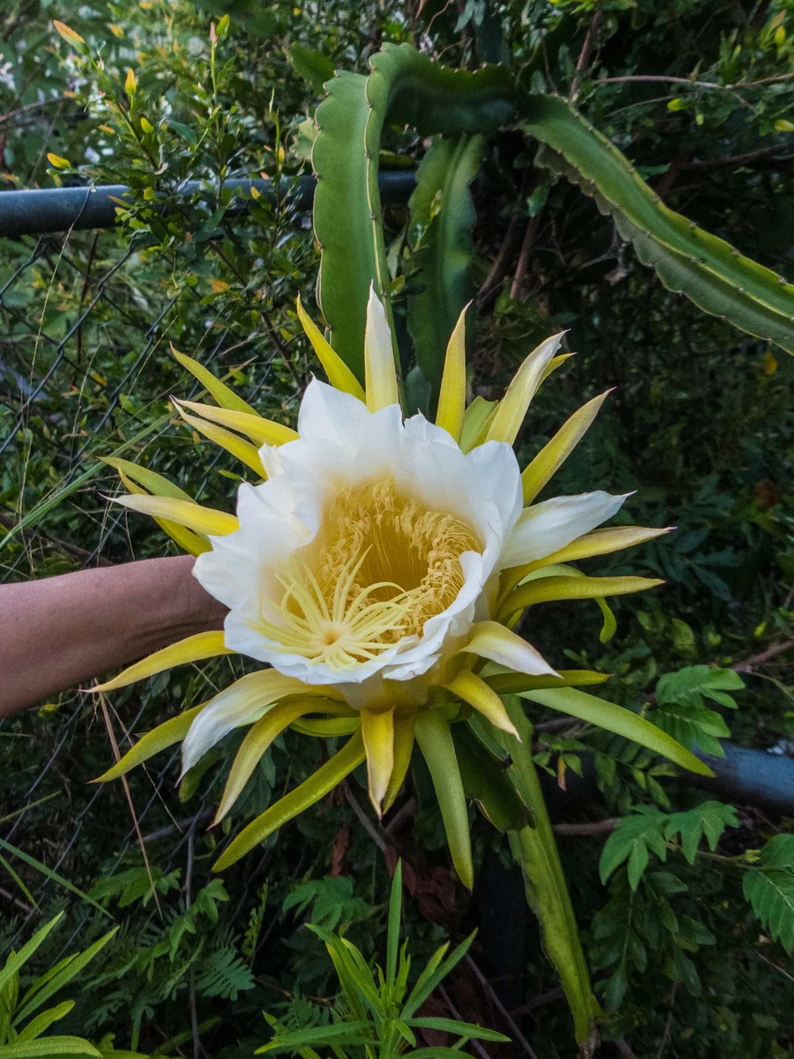 Dragon Fruit (Hylocereus Undatus) — presents a charismatic addition to any landscape; reaching up to 14 inches wide, image 88