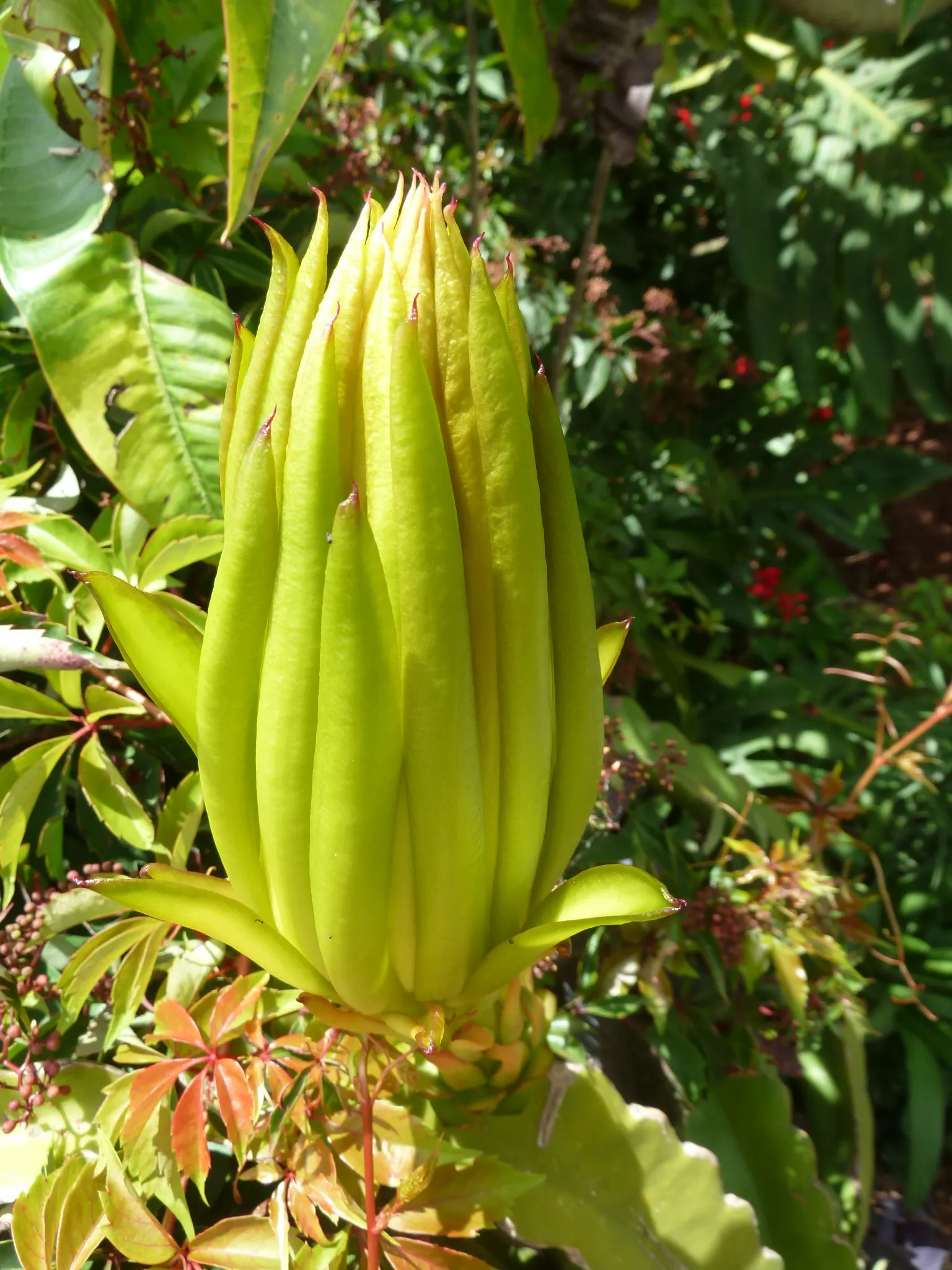 Dragon Fruit (Hylocereus Undatus) — reaching up to 14 inches wide; the fruit averages 4 to 6 inches in length and features an eye-catching, image 73