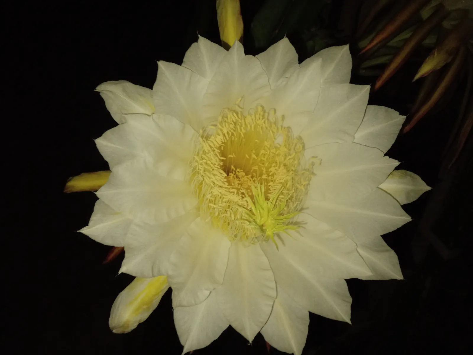 Dragon Fruit (Hylocereus Undatus) — reaching up to 14 inches wide