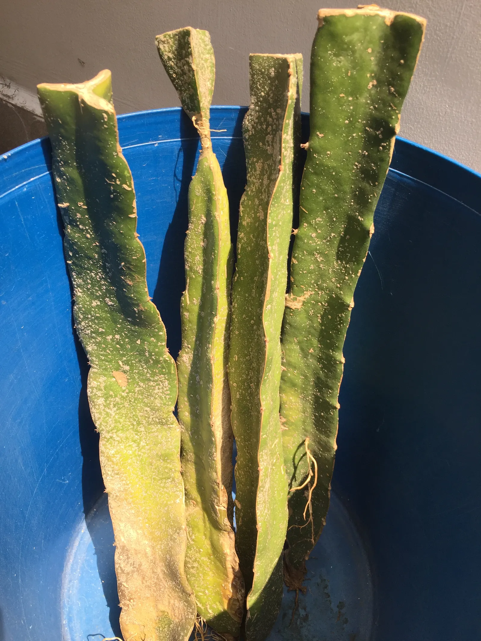 Dragon Fruit (Hylocereus Undatus) — cactus / vine with violet blooms