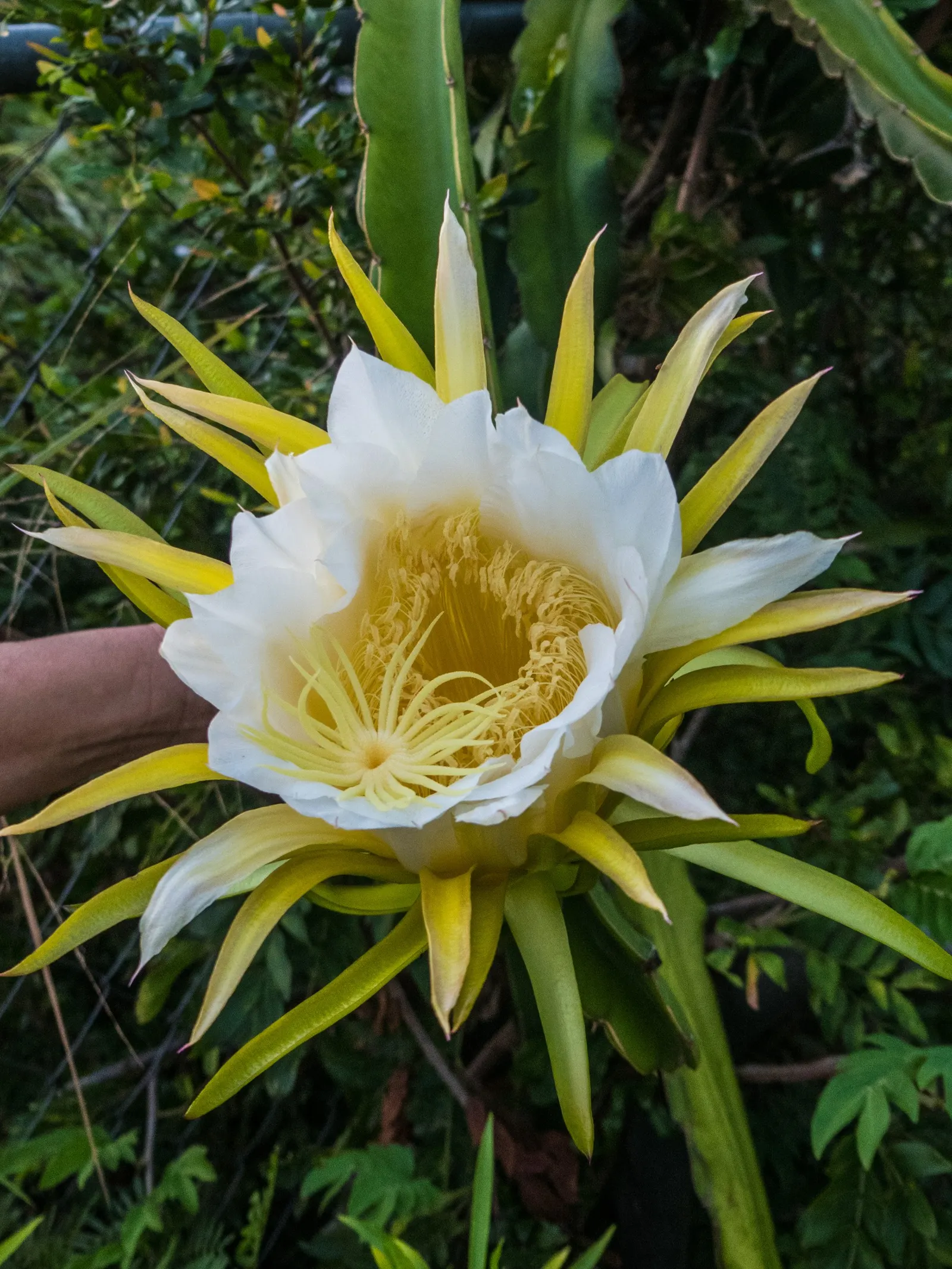 Dragon Fruit (Hylocereus Undatus) — ideally away from high-traffic areas; presents a charismatic addition to any landscape, image 94