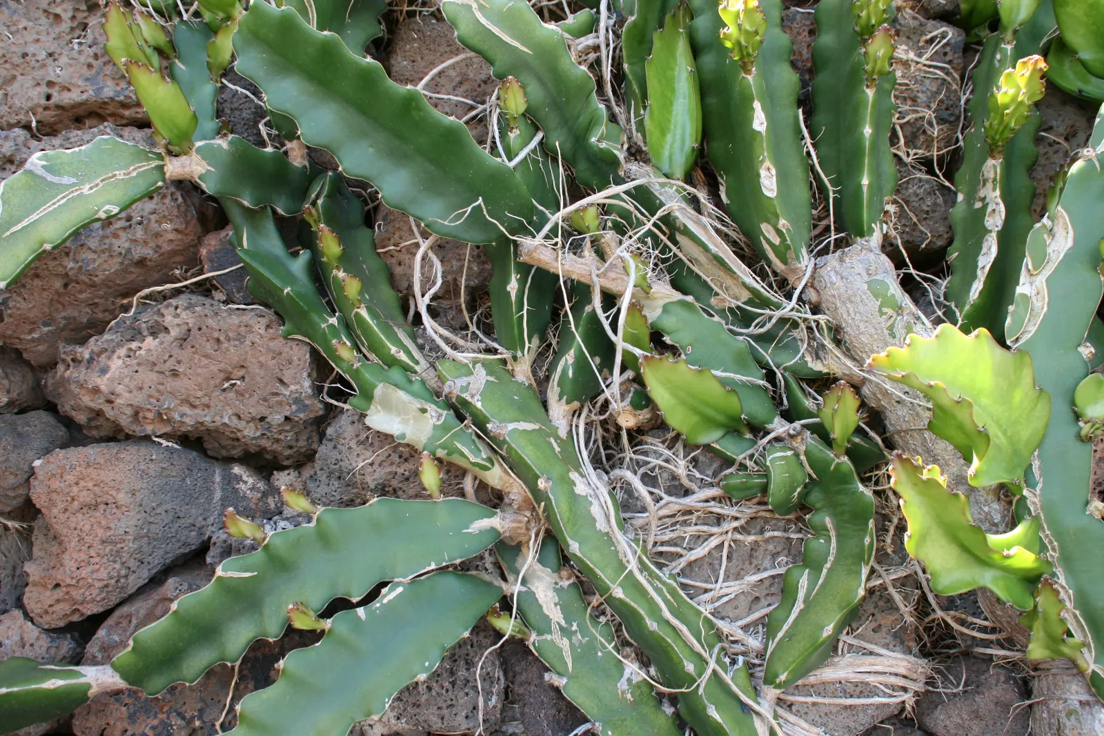Dragon Fruit (Hylocereus Undatus) — while its striking fruit features a bright pink rind with sweet; violet flowers in the garden, image 85
