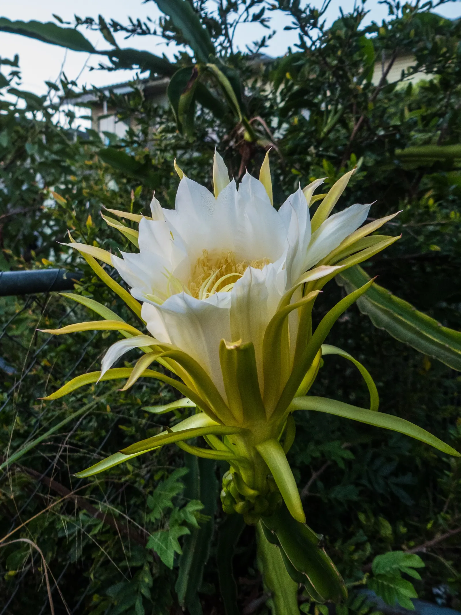 Dragon Fruit (Hylocereus Undatus) — Full sun to partial shade is optimal for growth and fruit production - the more intense the sunlight, image 95