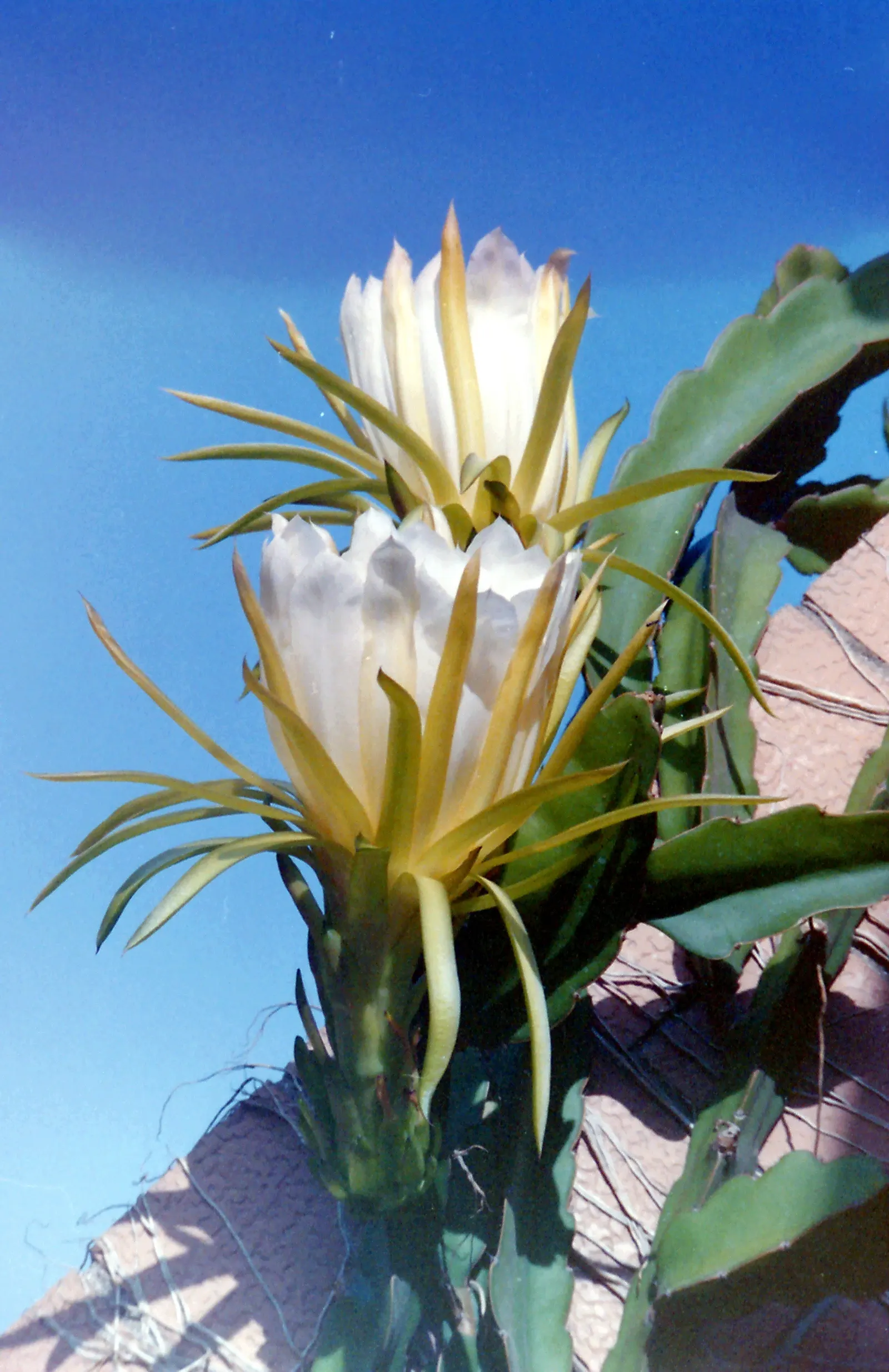 Dragon Fruit (Hylocereus Undatus) — violet flowers in the garden; this vining cactus requires a sturdy trellis or framework to climb, image 79
