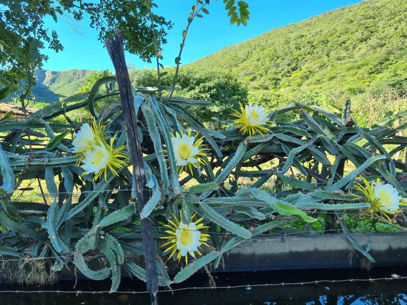 Dragon Fruit (Hylocereus Undatus) — It's drought-tolerant once established but benefits from regular watering during dry periods; offering both, image 71