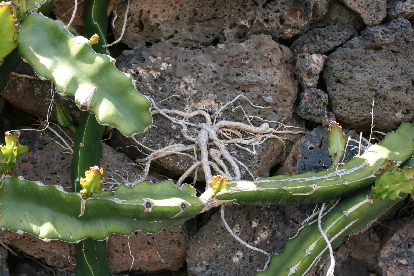 Dragon Fruit (Hylocereus Undatus) — known for its night-blooming flowers and distinctive fruit; unique, ornamental and edible, image 90