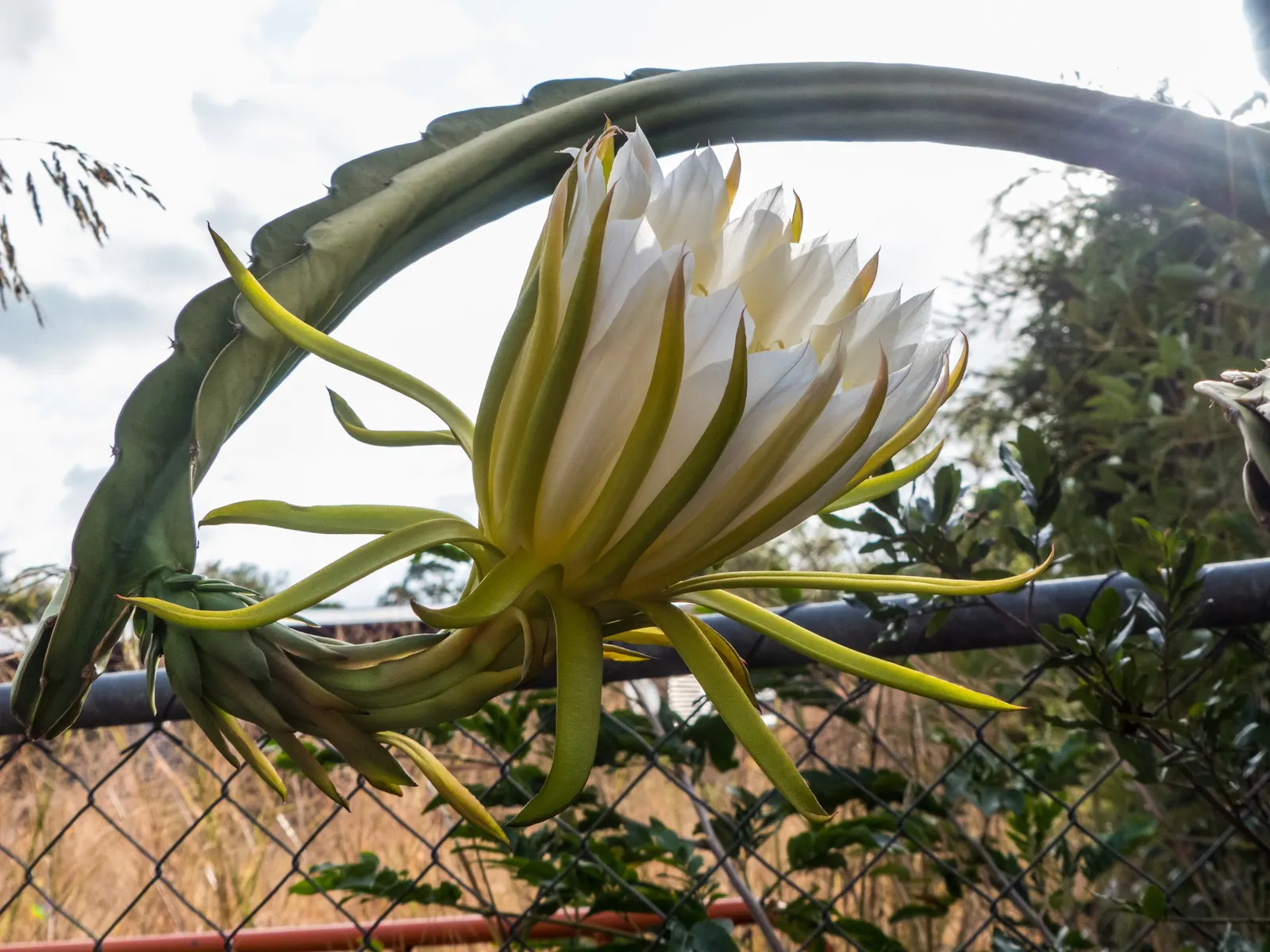 Dragon Fruit (Hylocereus Undatus) — warranting careful placement in the garden; cactus / vine for full, image 93