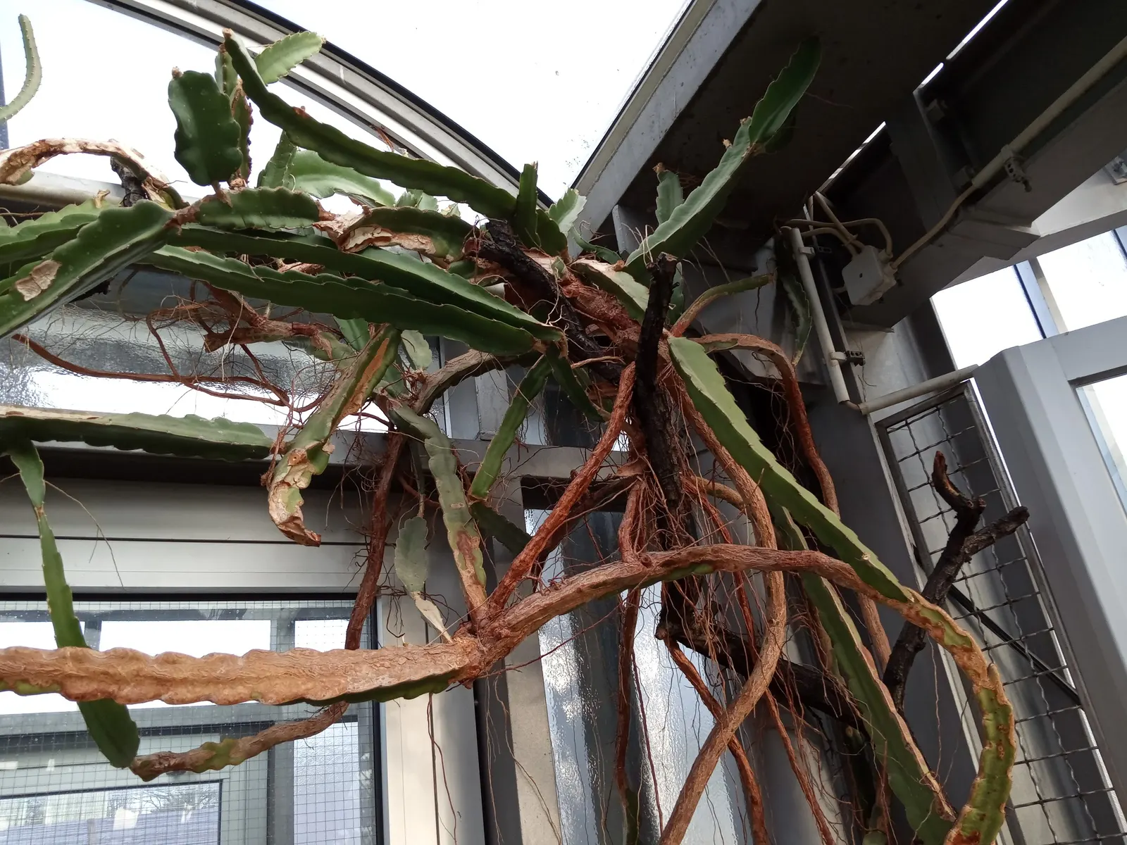 Dragon Fruit (Hylocereus Undatus) — nocturnal blooms are up to 14 inches wide; monthly fertilization with a balanced, low-nitrogen blend during the, image 84