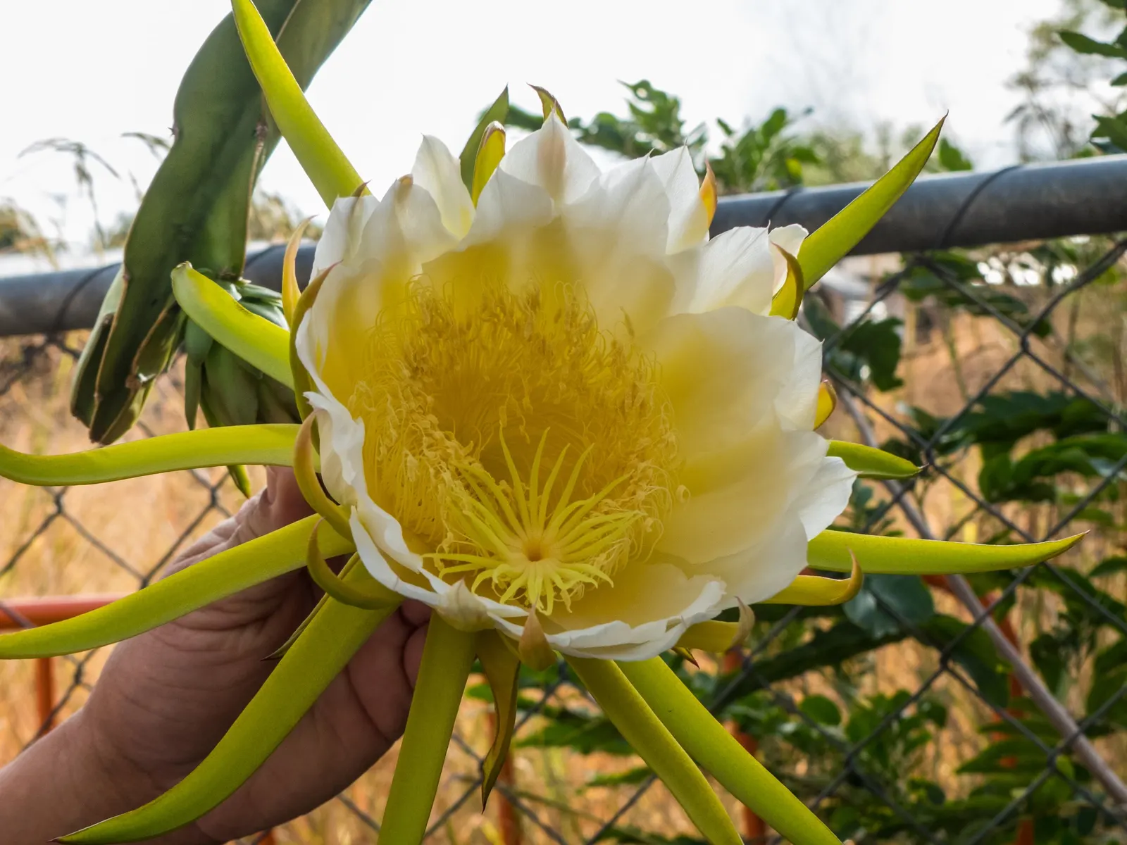 Dragon Fruit (Hylocereus Undatus) — Its fleshy stems span up to 6 inches wide and boast an array of spines along the ridges; opening for a single, image 92